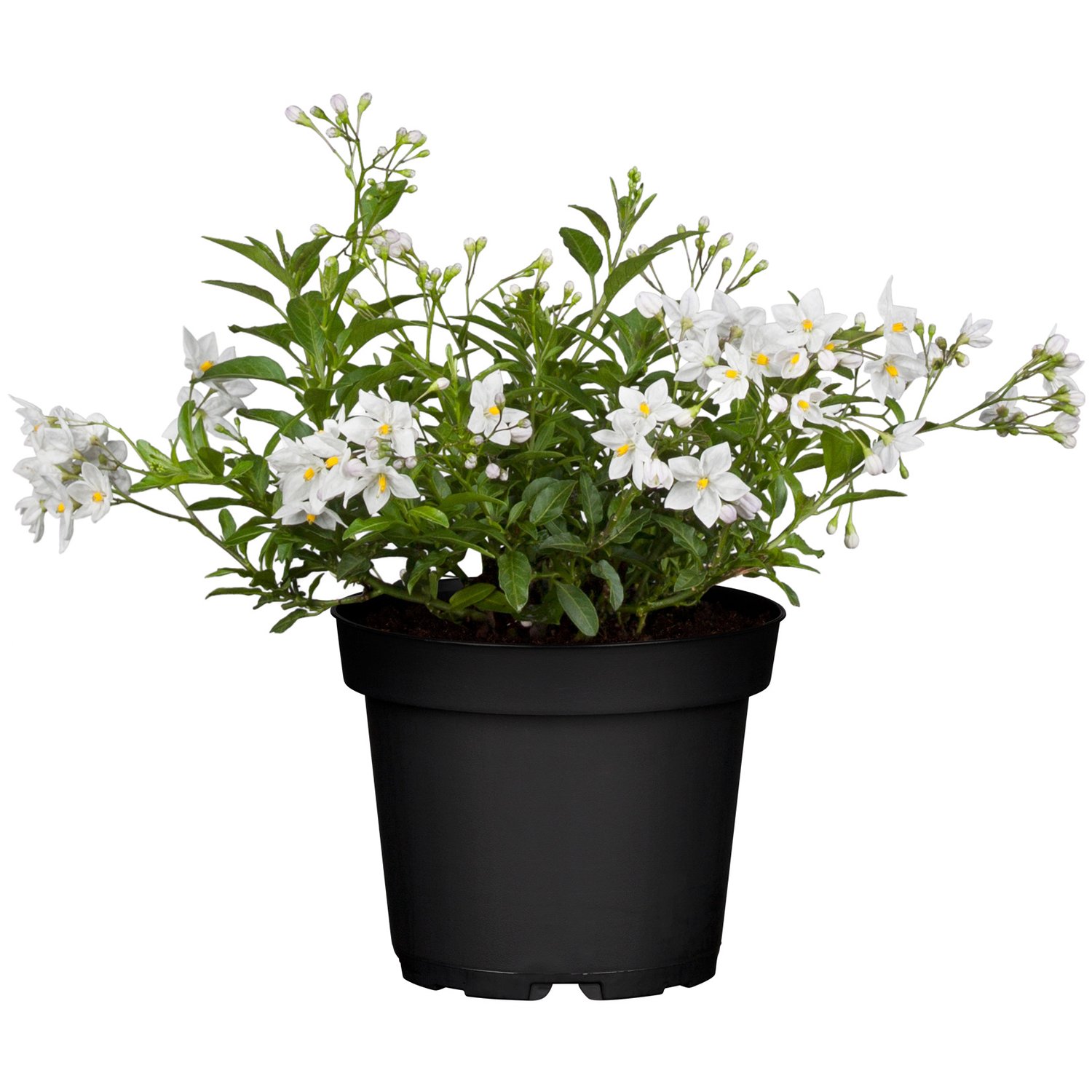 Solanum jasminoides