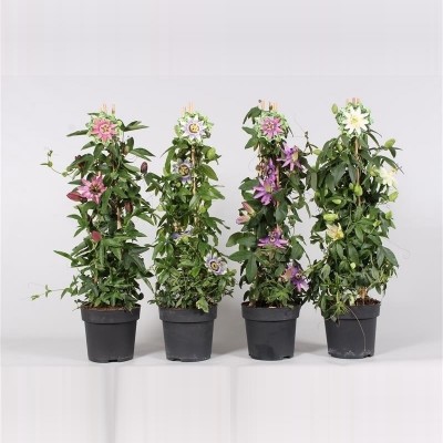 Passiflore Pyramide
