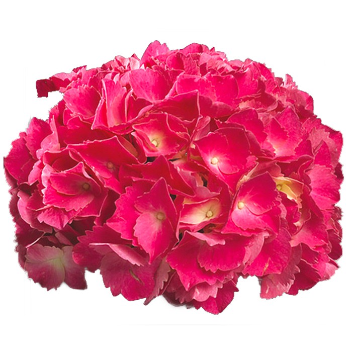 Hydrangea macrophylla 'Red Baron'