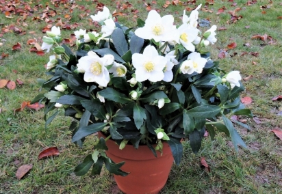 Helleborus niger
