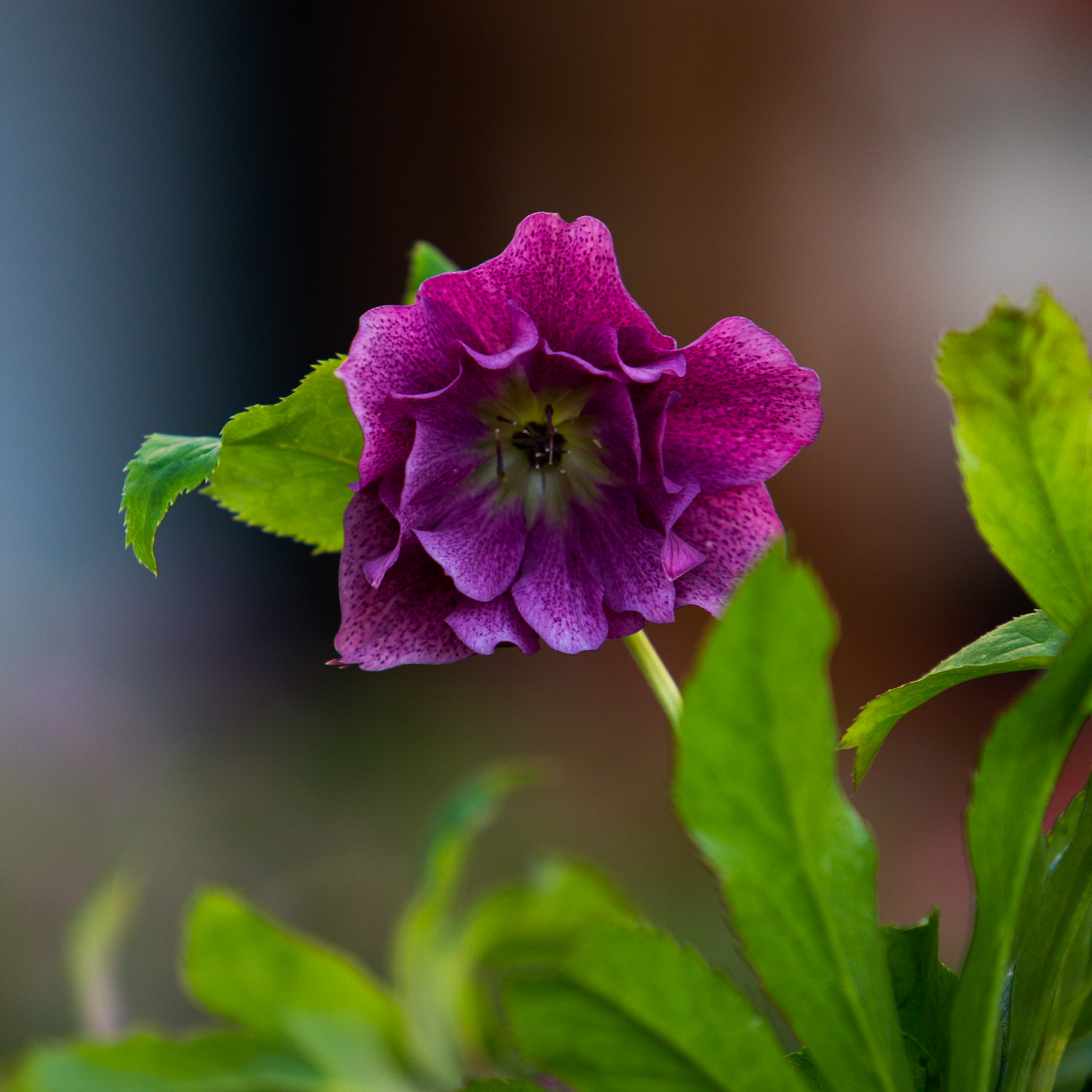 Helleborus orientalis 'Elly'