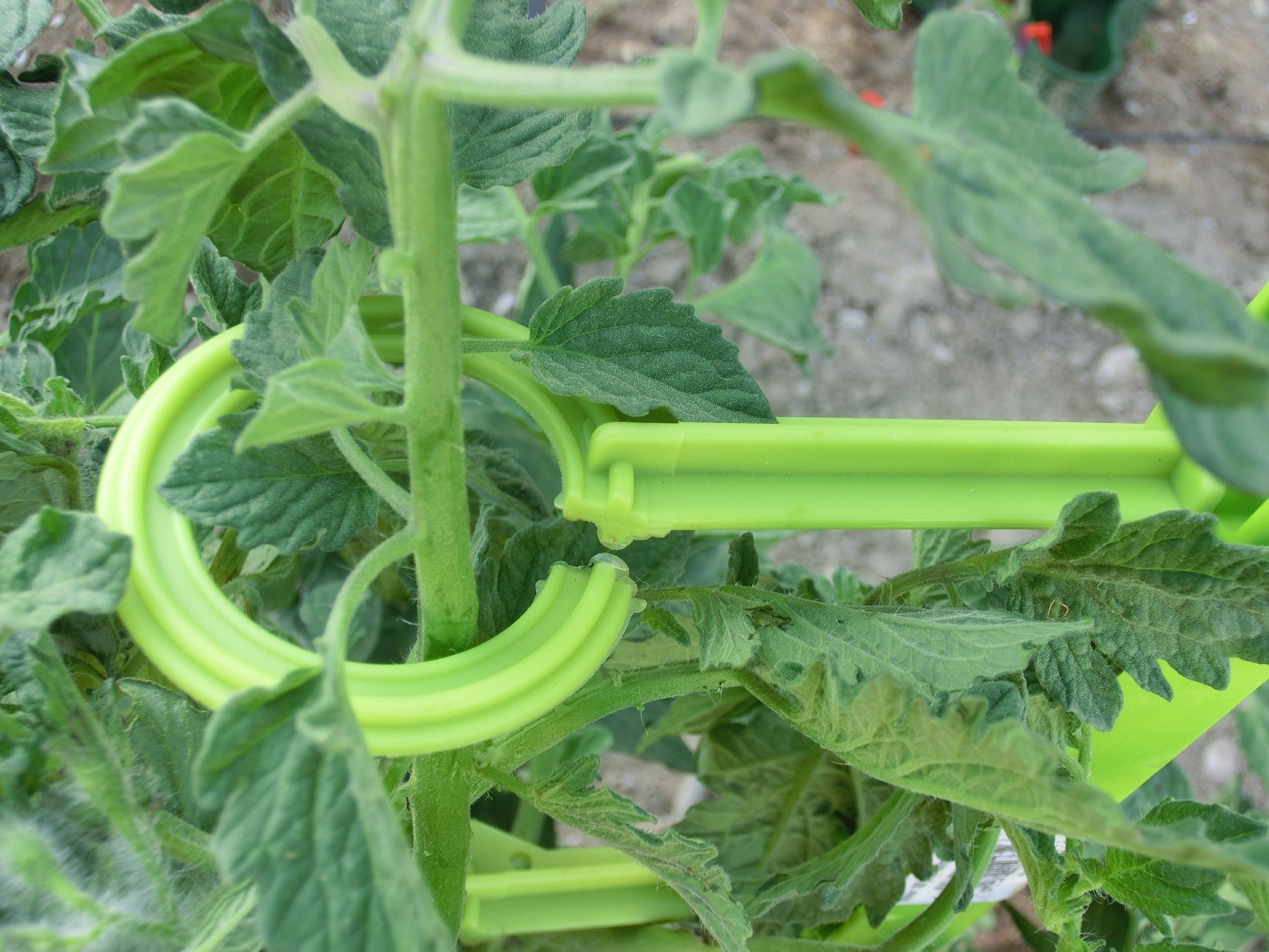 Attaches x6 pour tuteur à tomate Mikado