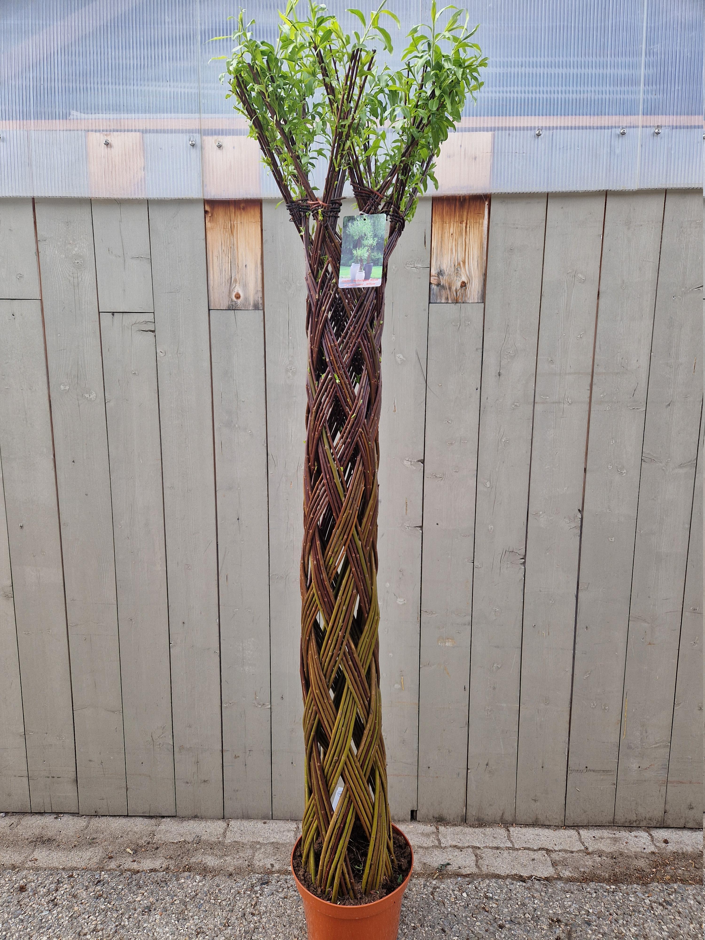 Salix sculpté