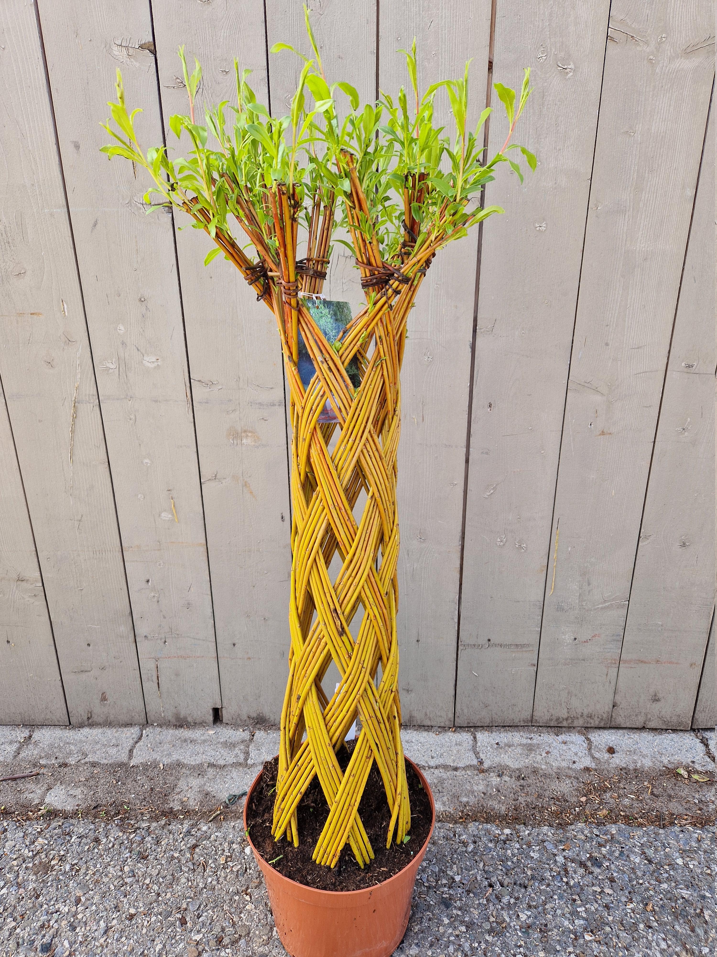 Salix sculpté