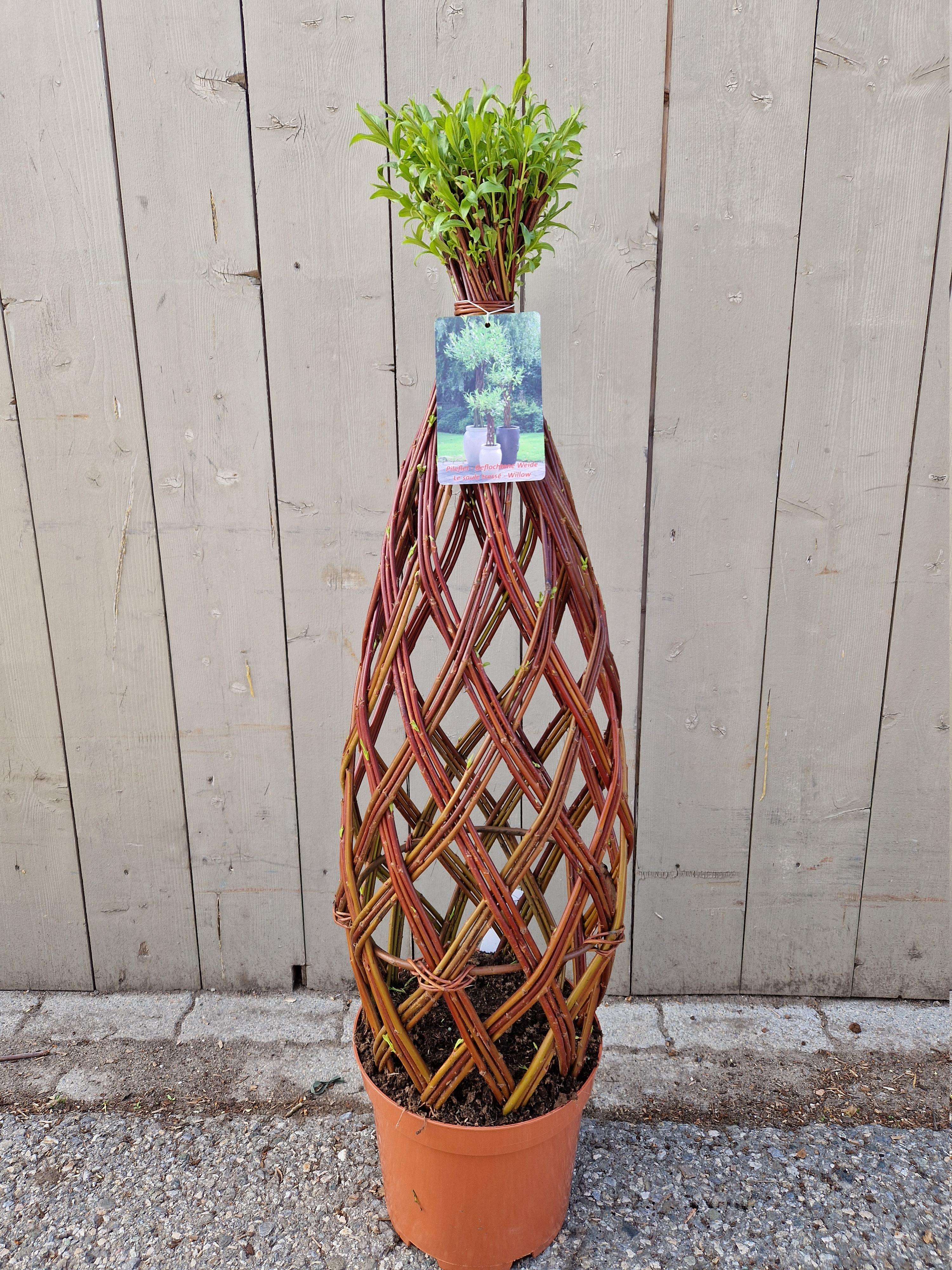 Salix sculpté