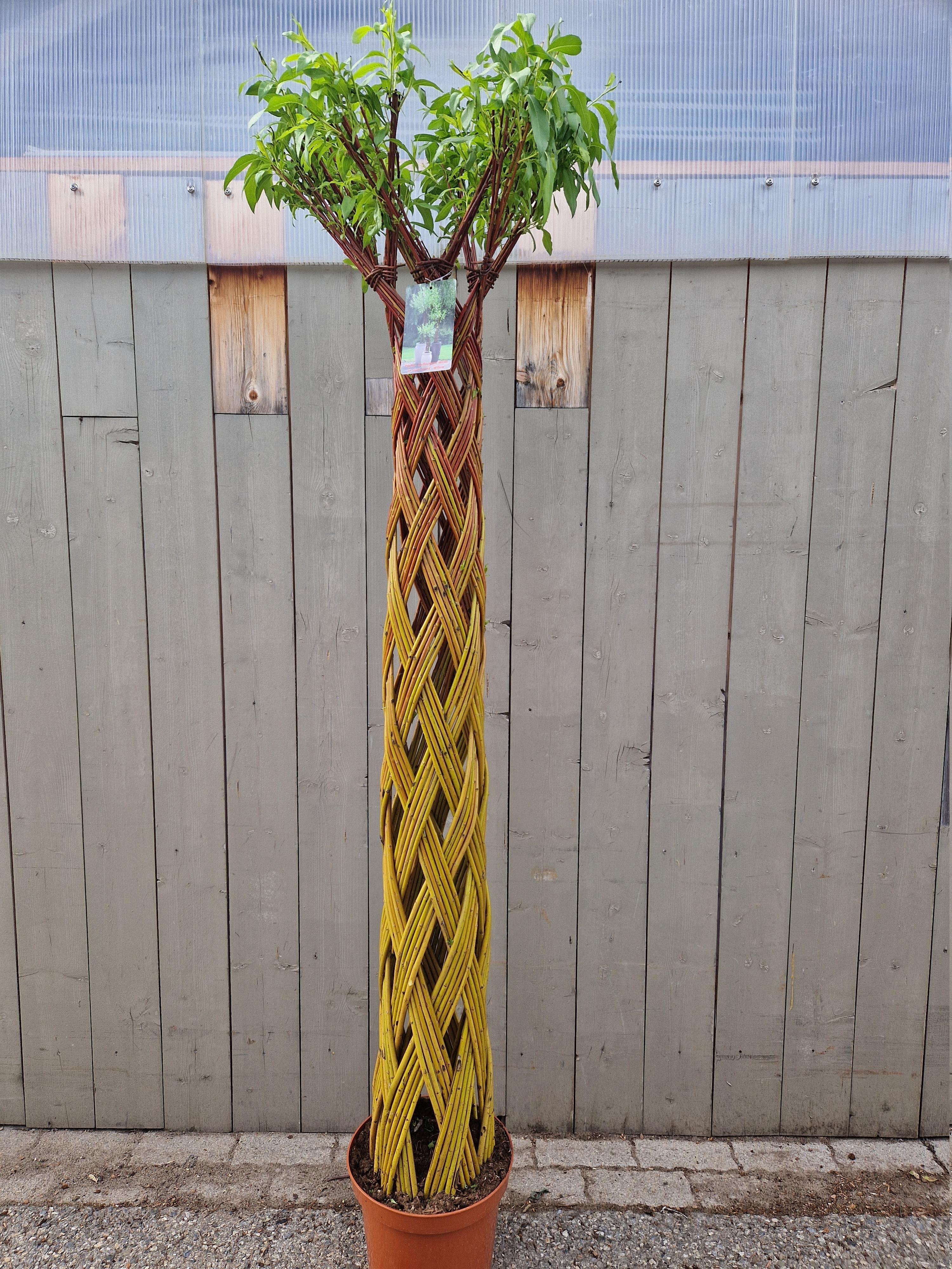 Salix sculpté