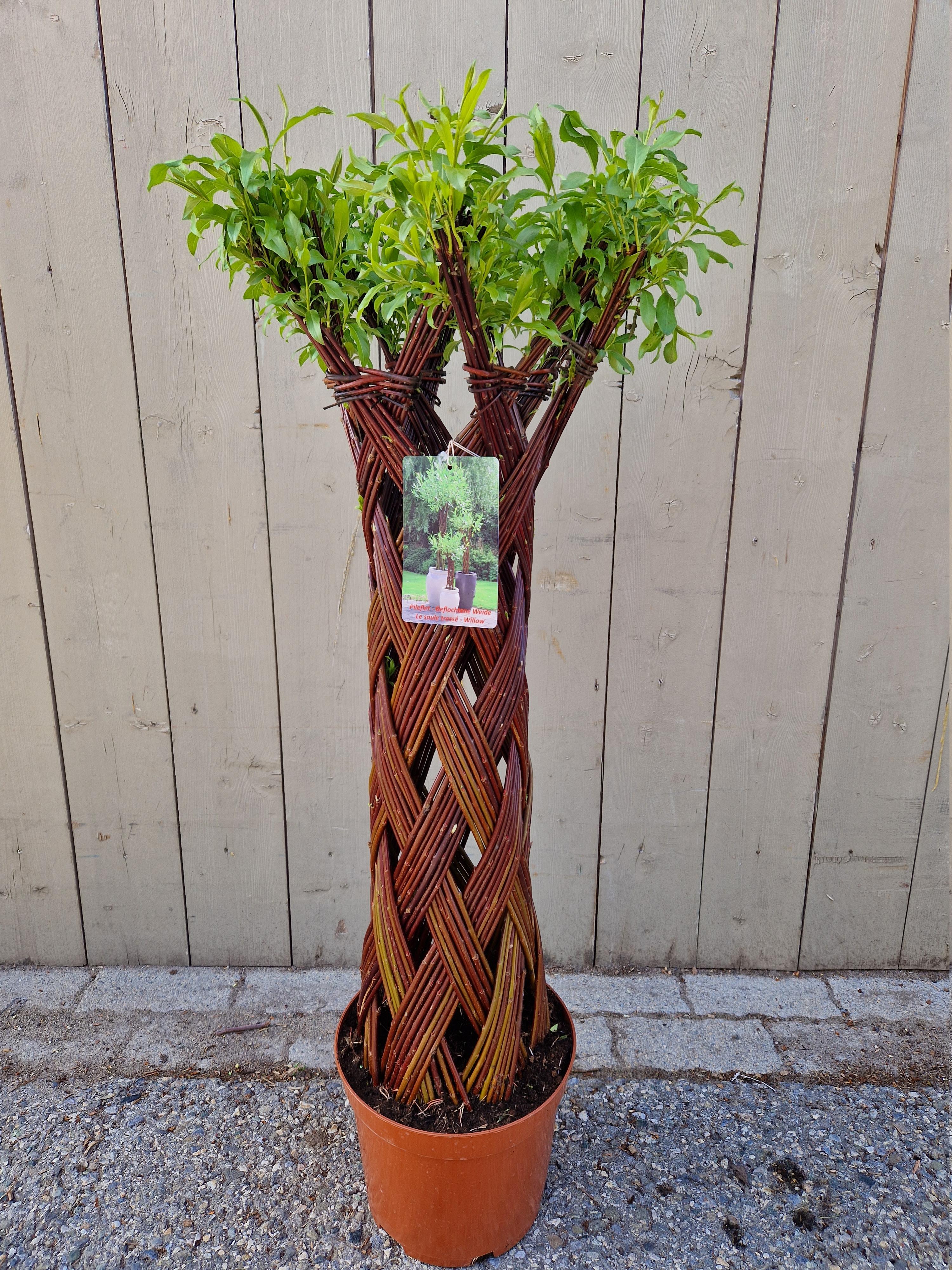 Salix sculpté