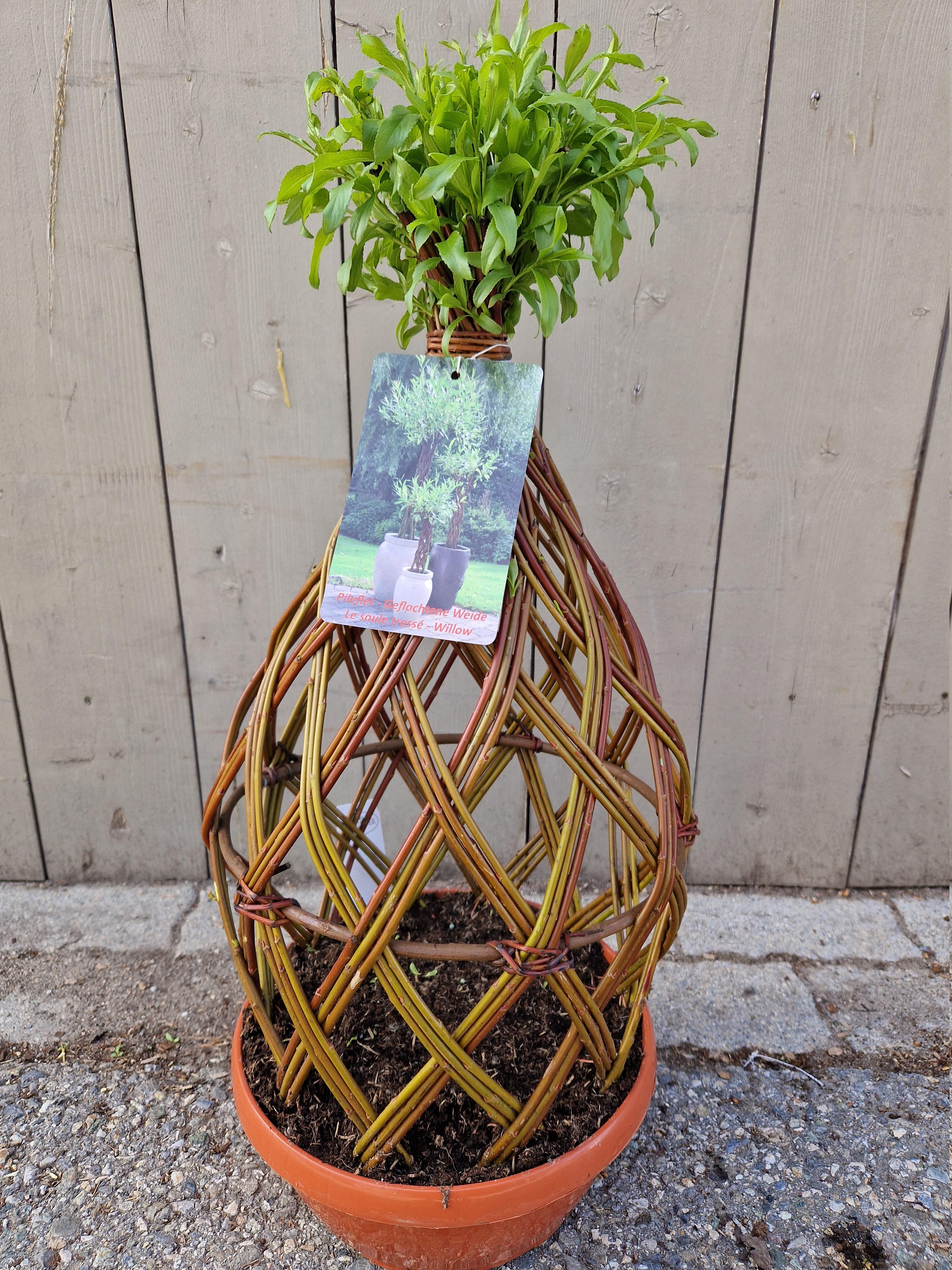 Salix sculpté