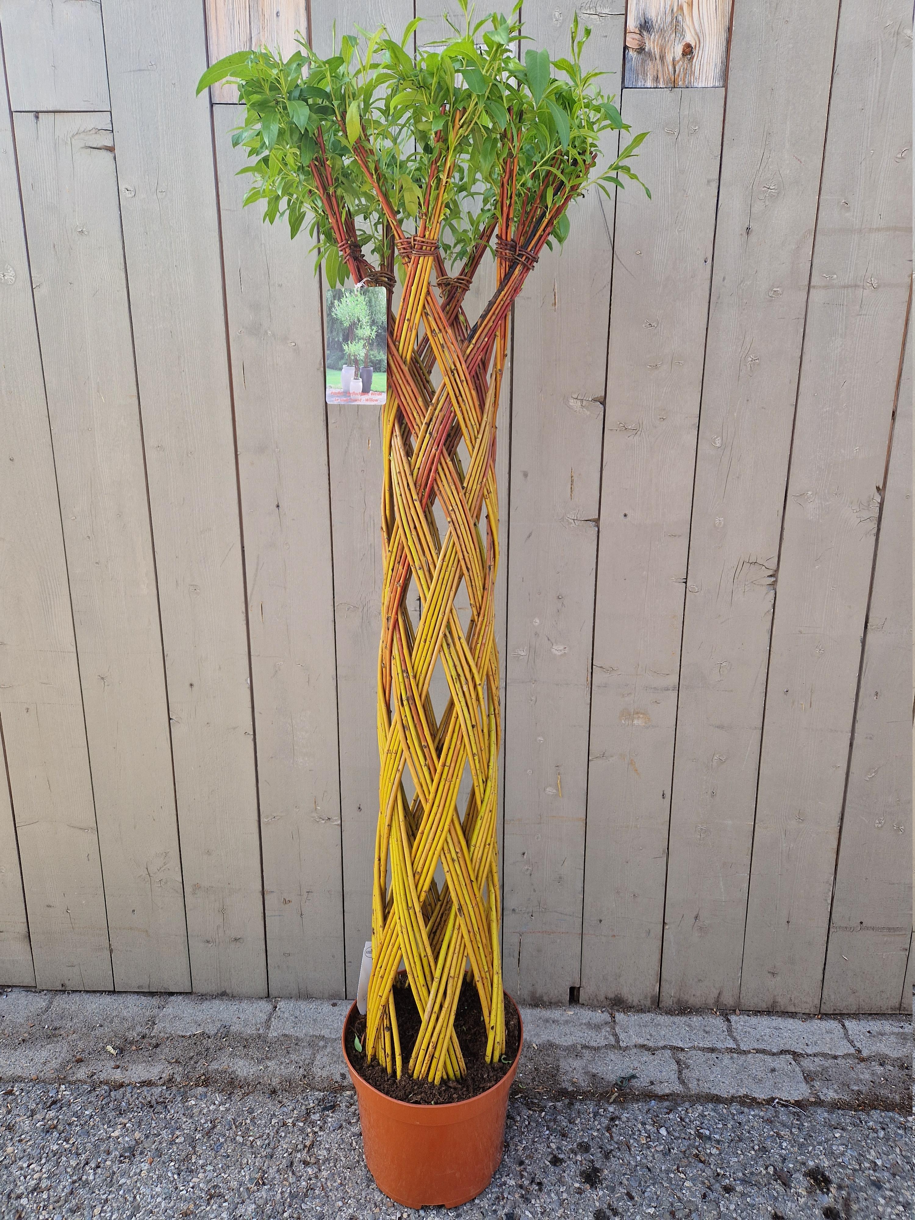 Salix sculpté