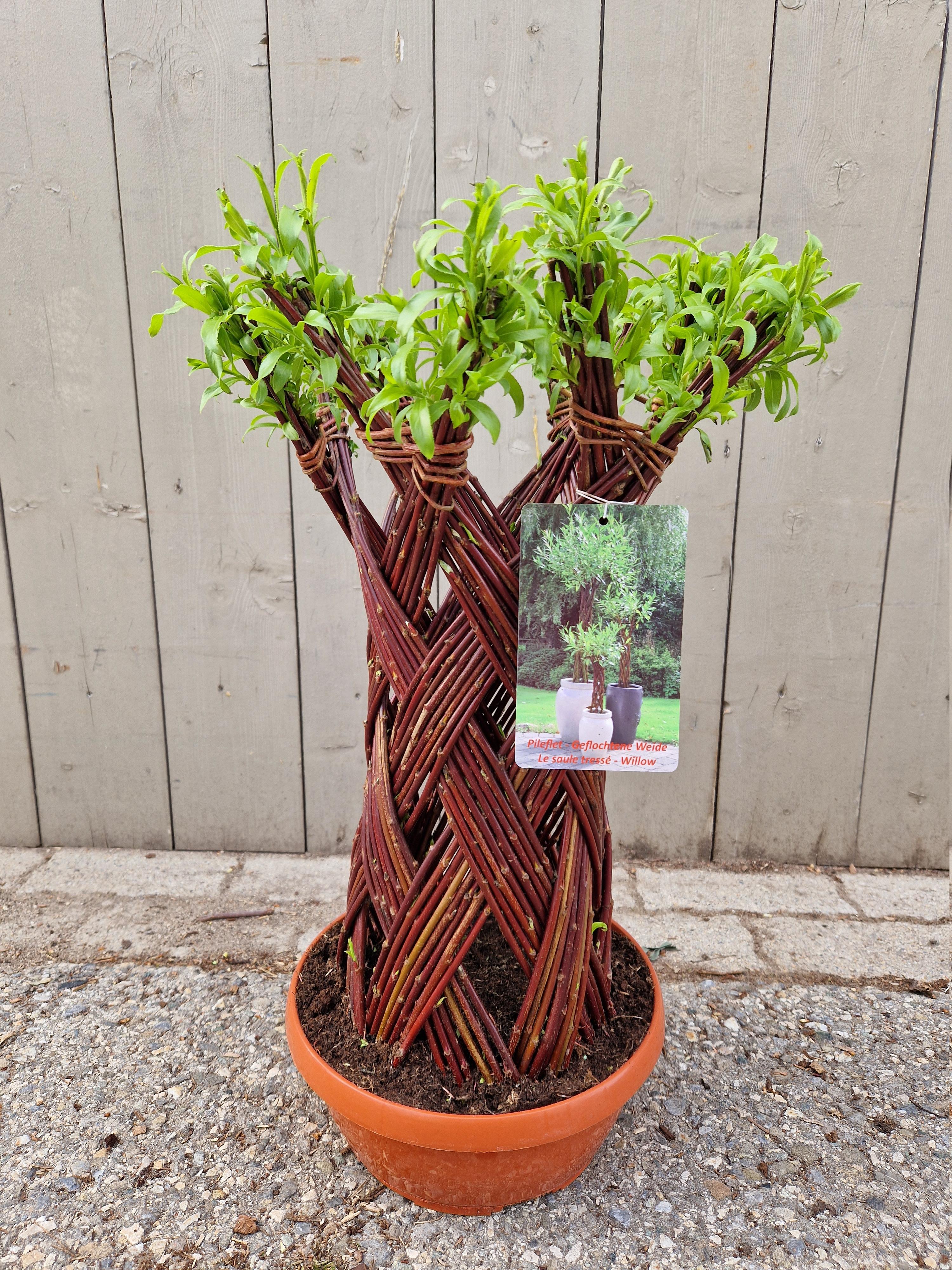 Salix sculpté