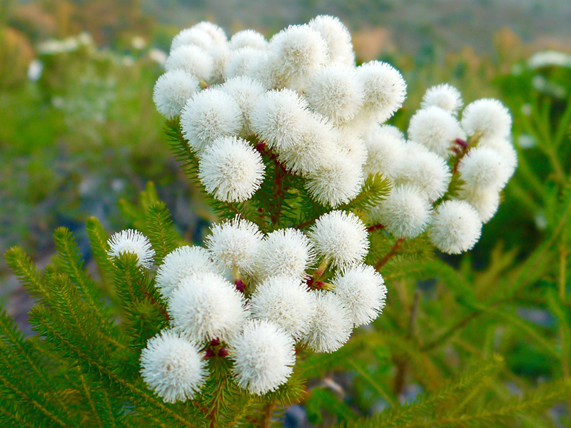 Berzelia squarrosa