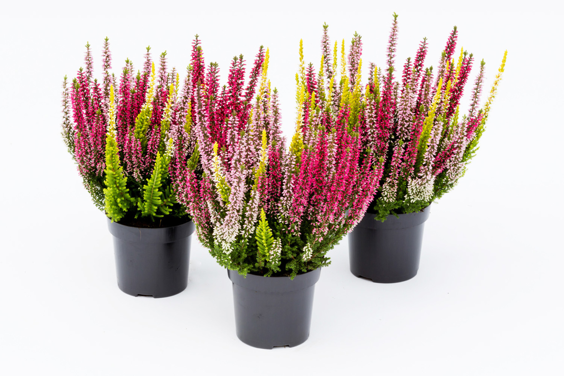 Calluna vulgaris 'Gardengirls Tricolore'
