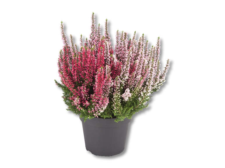 Calluna vulgaris 'Gardengirls Bicolore'