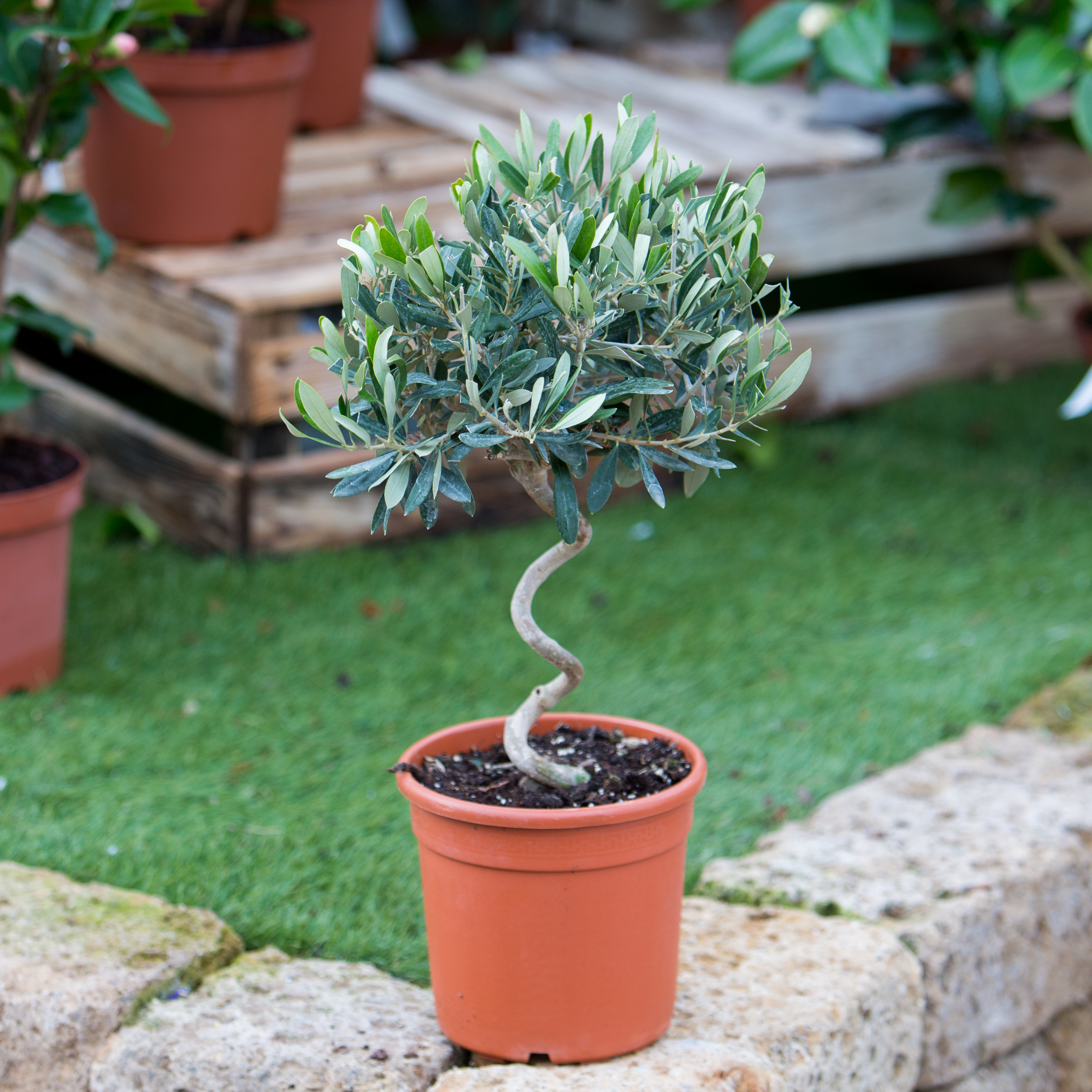 Olea europaea