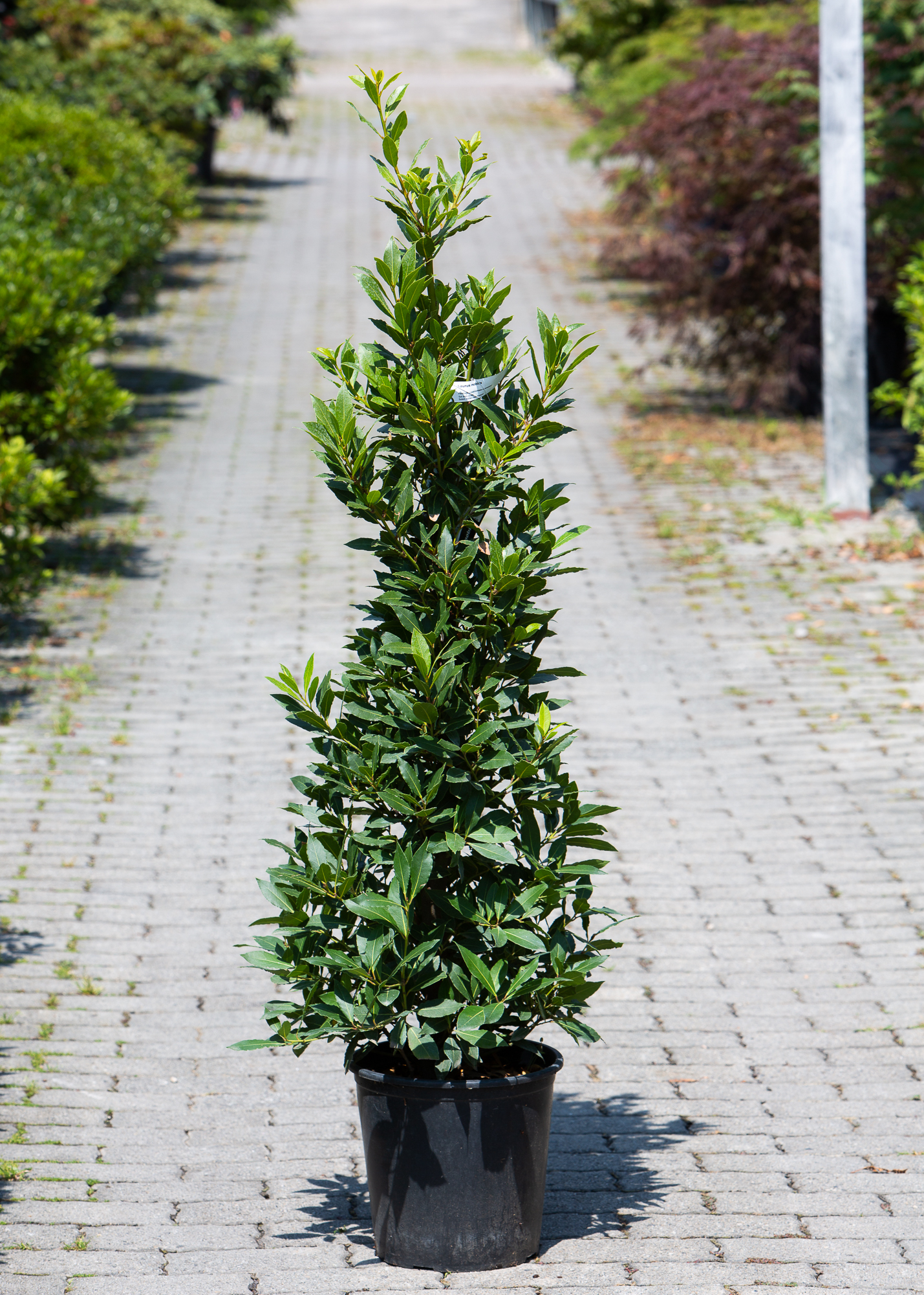 Laurus nobilis