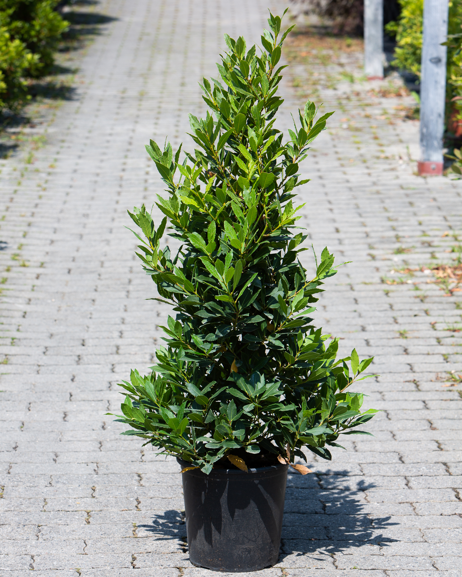 Laurus nobilis
