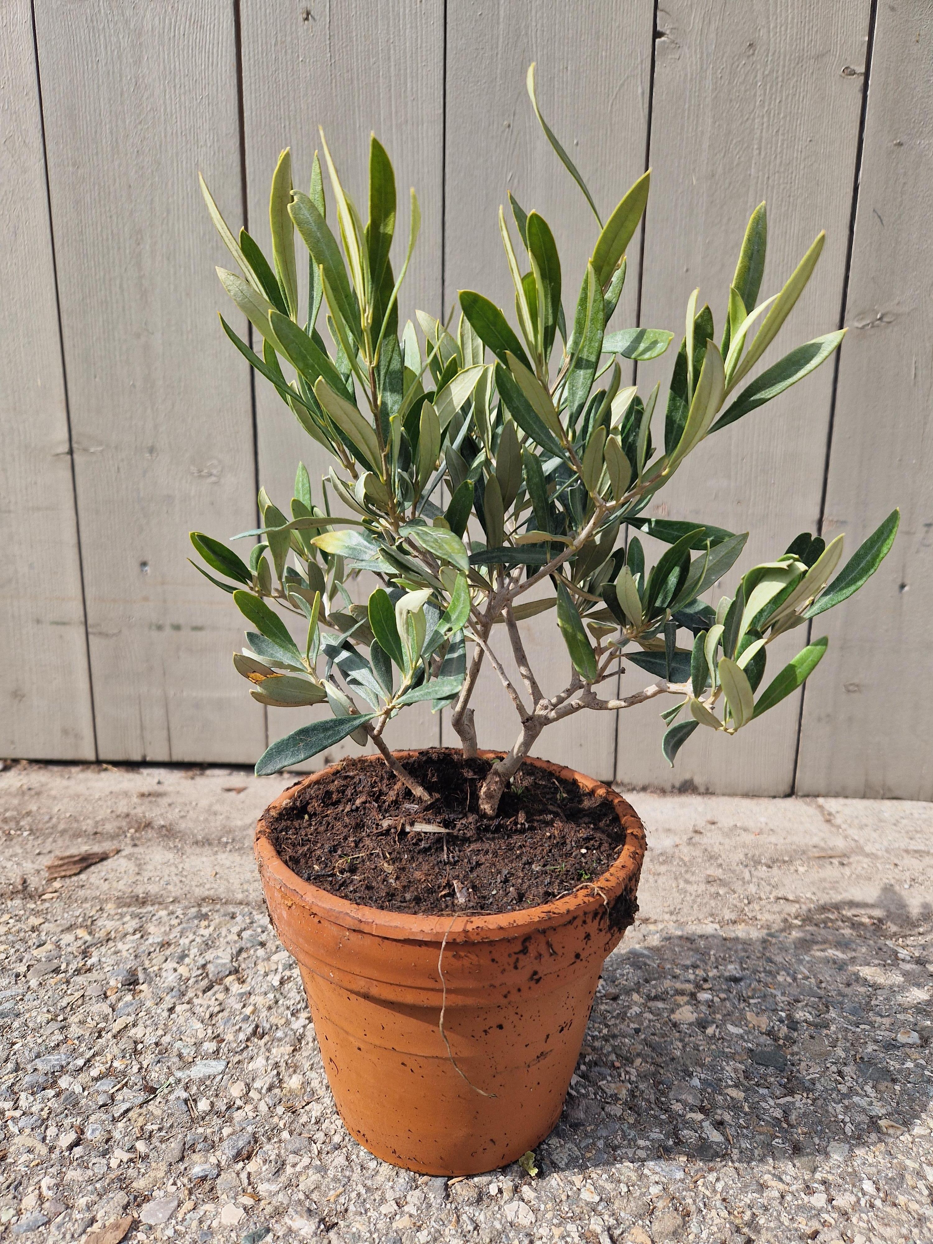 Olea europaea