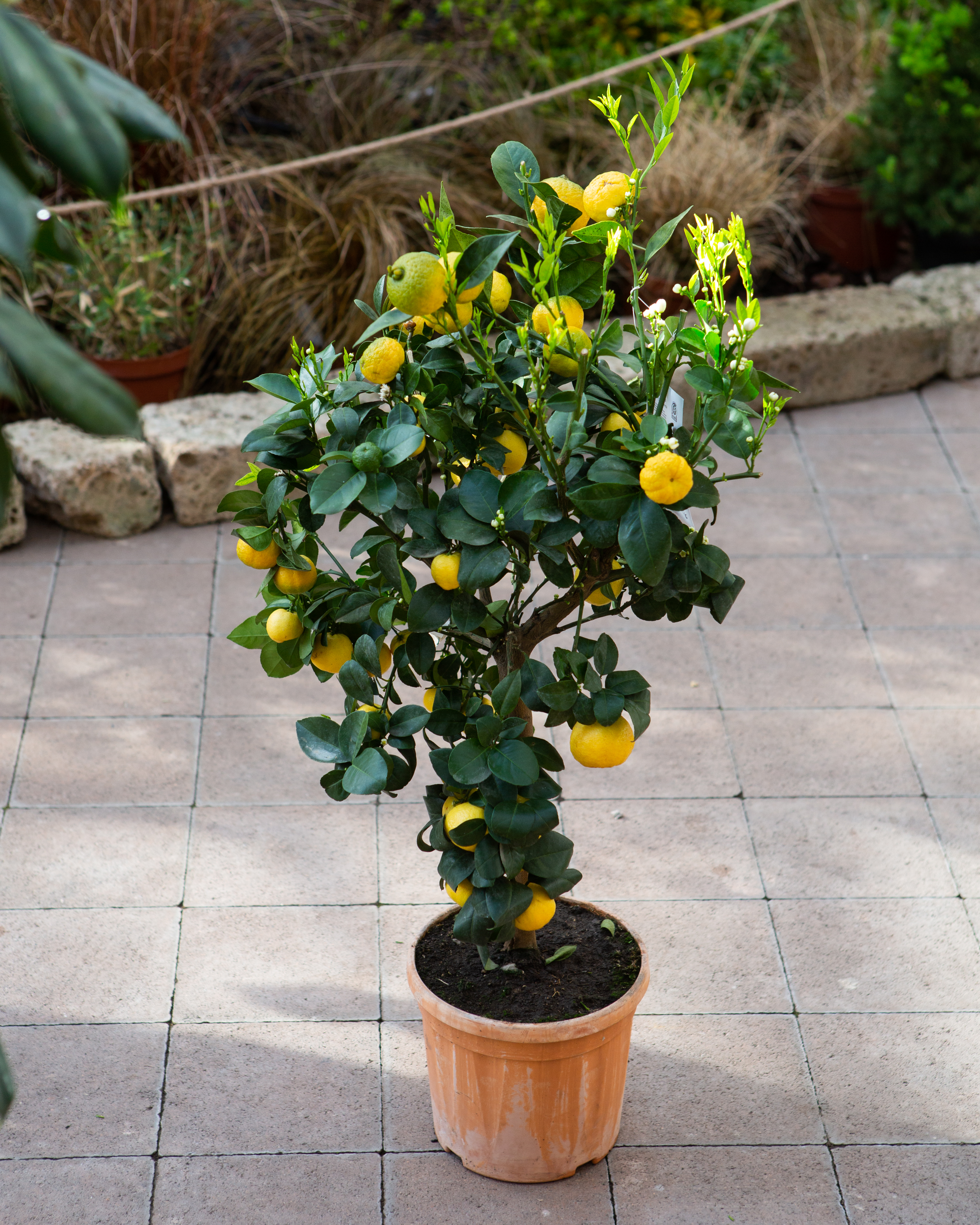 Citrus limetta 'Pursha'