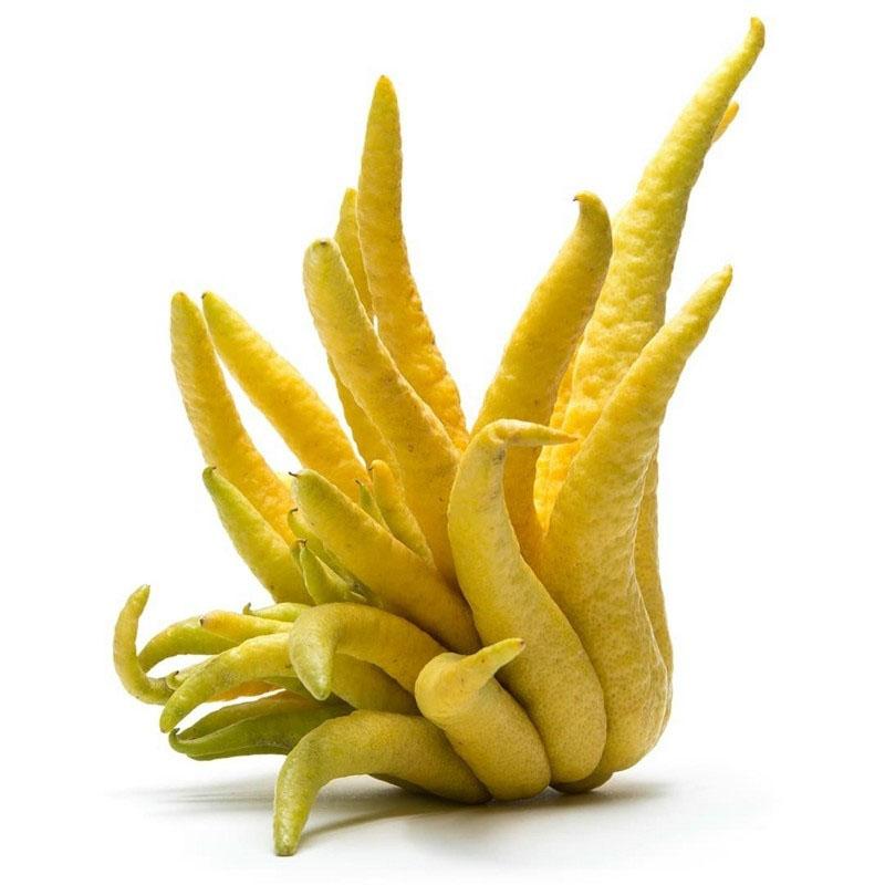 Citrus medica 'Sarcodactylis'