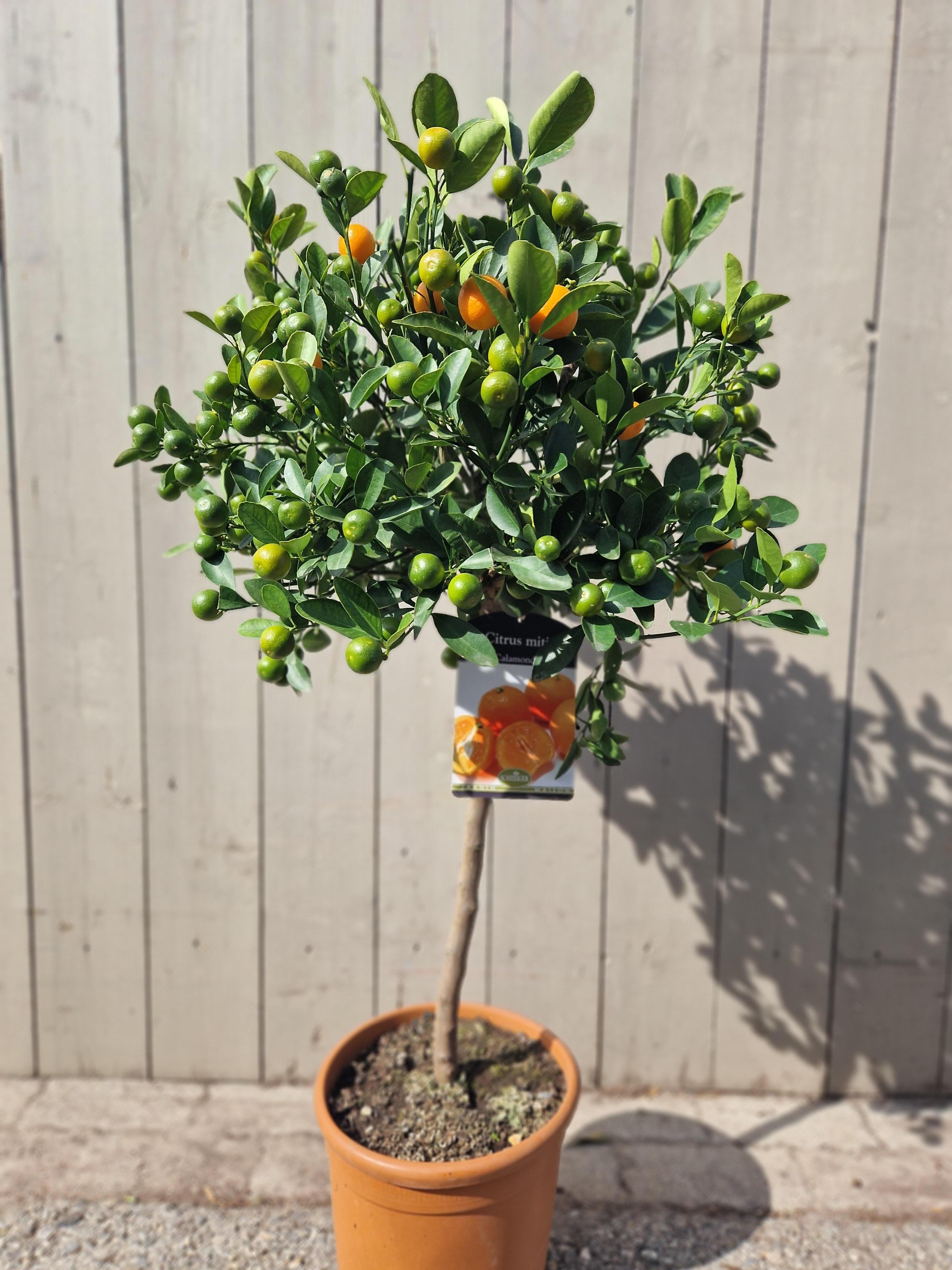 Citrus mitis
