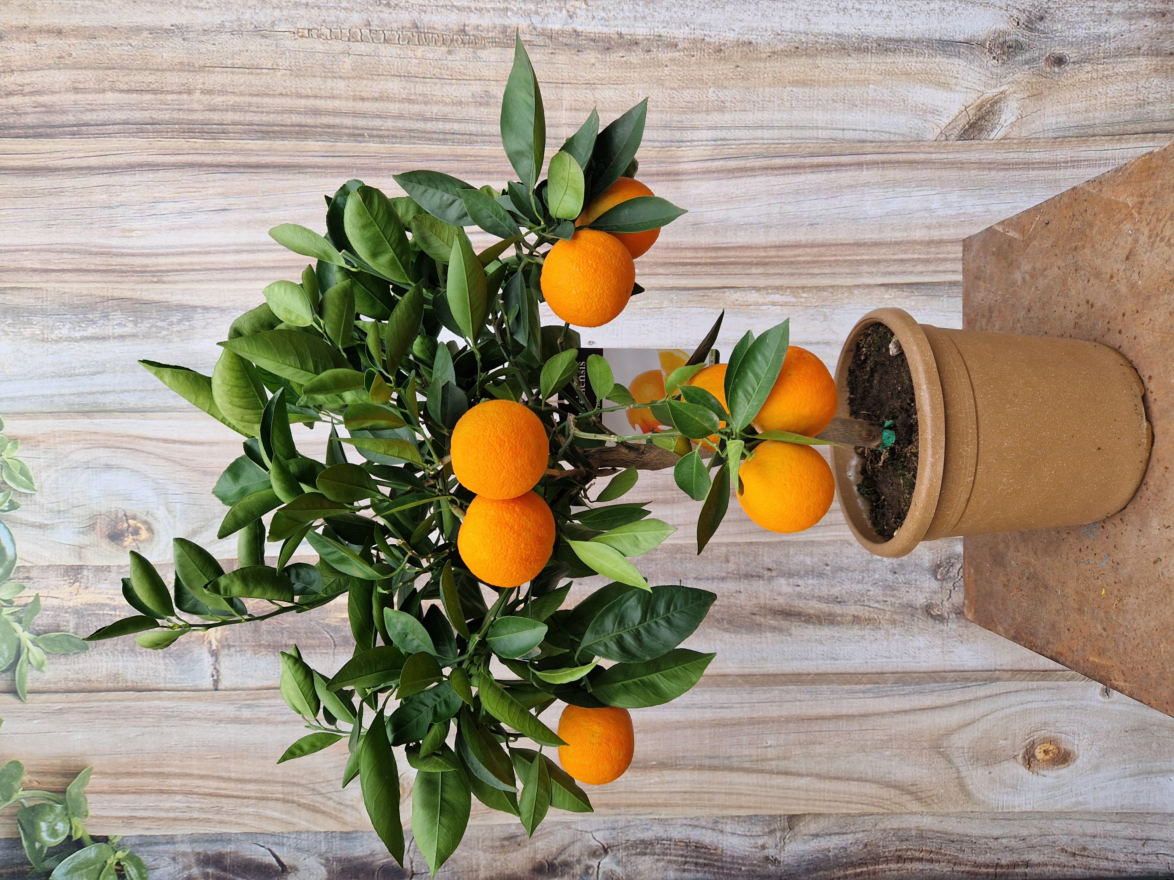 Citrus sinensis