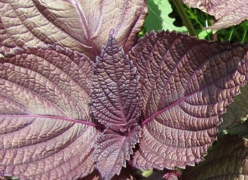 Shiso rouge