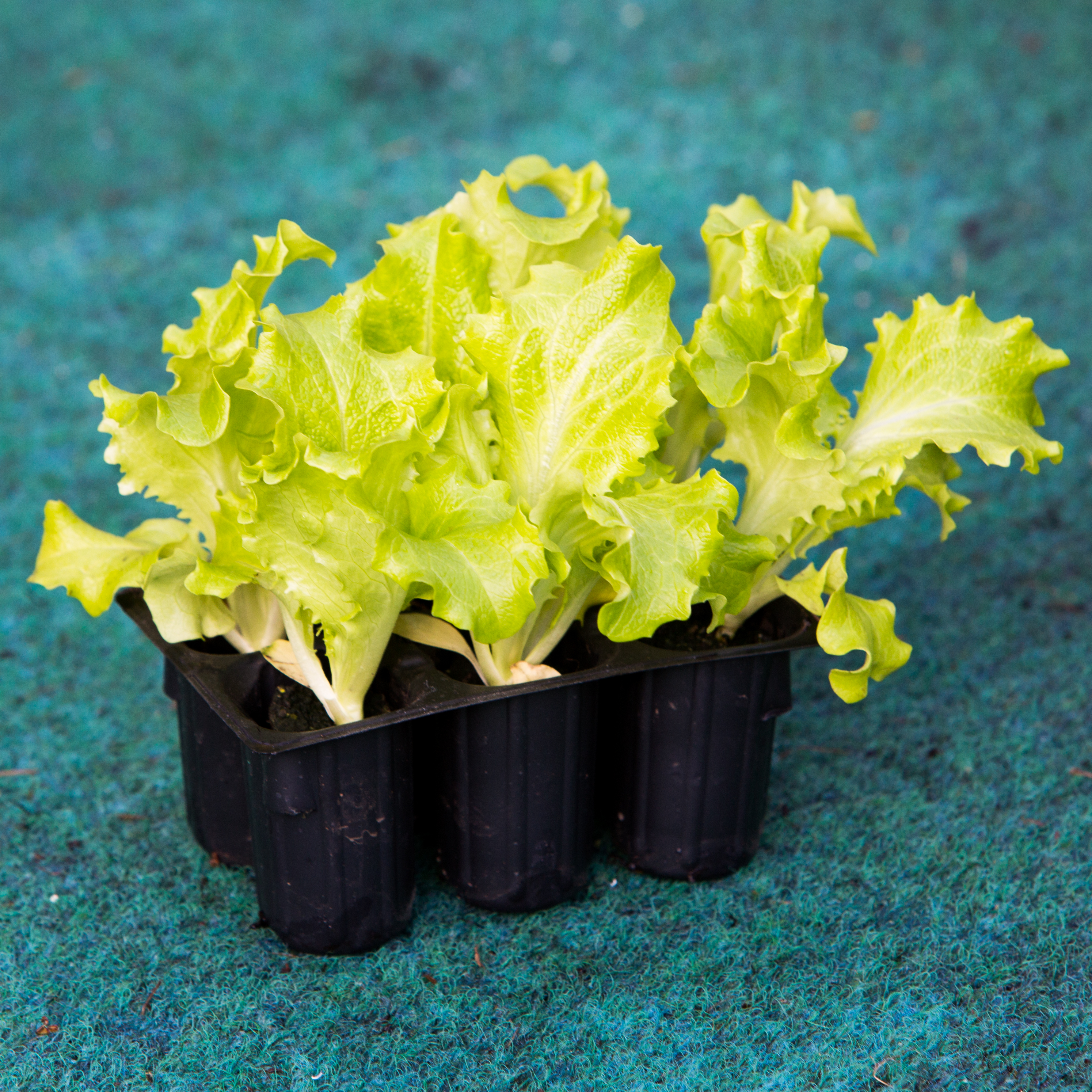 Salade Batavia verte