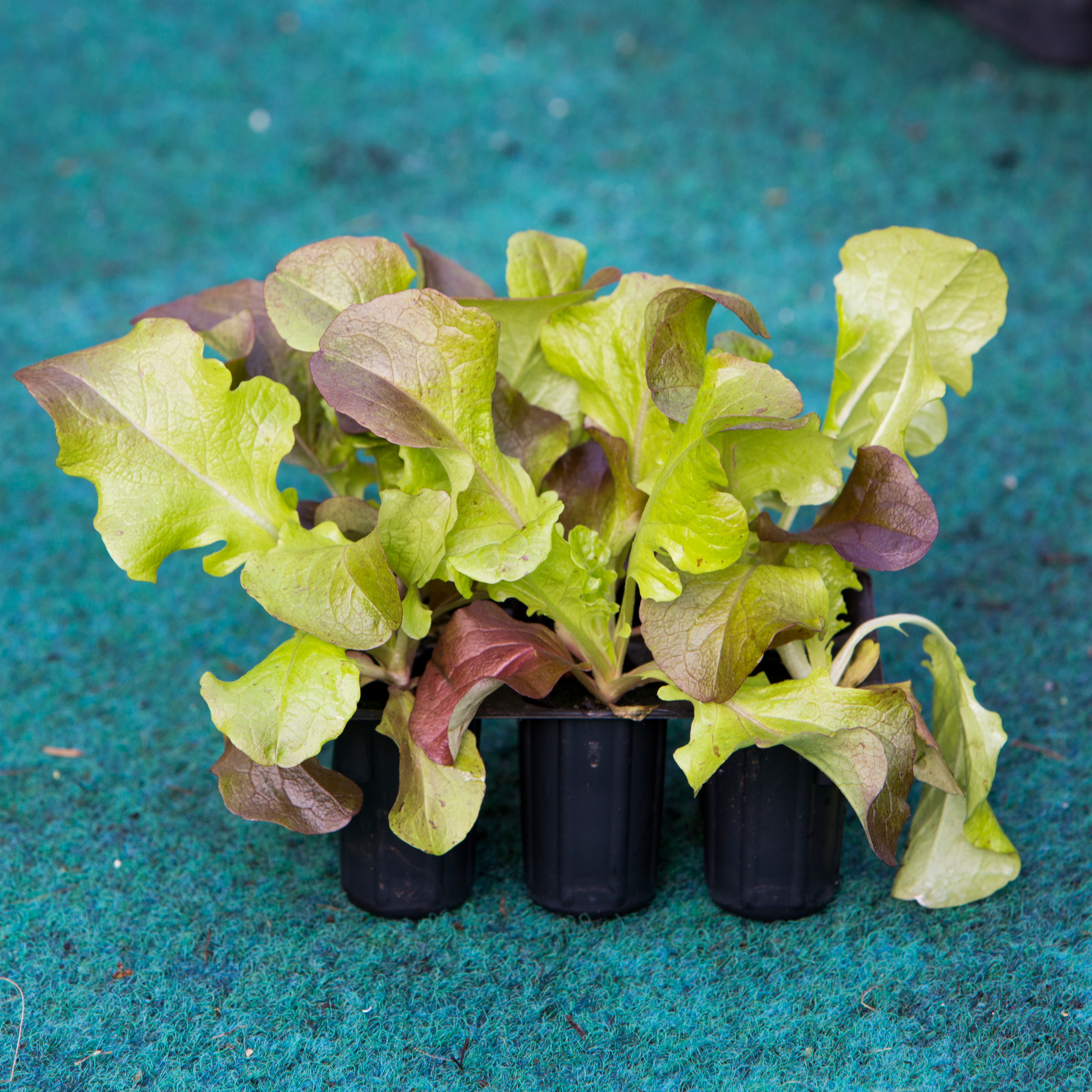 Salade à feuilles de chêne rouge