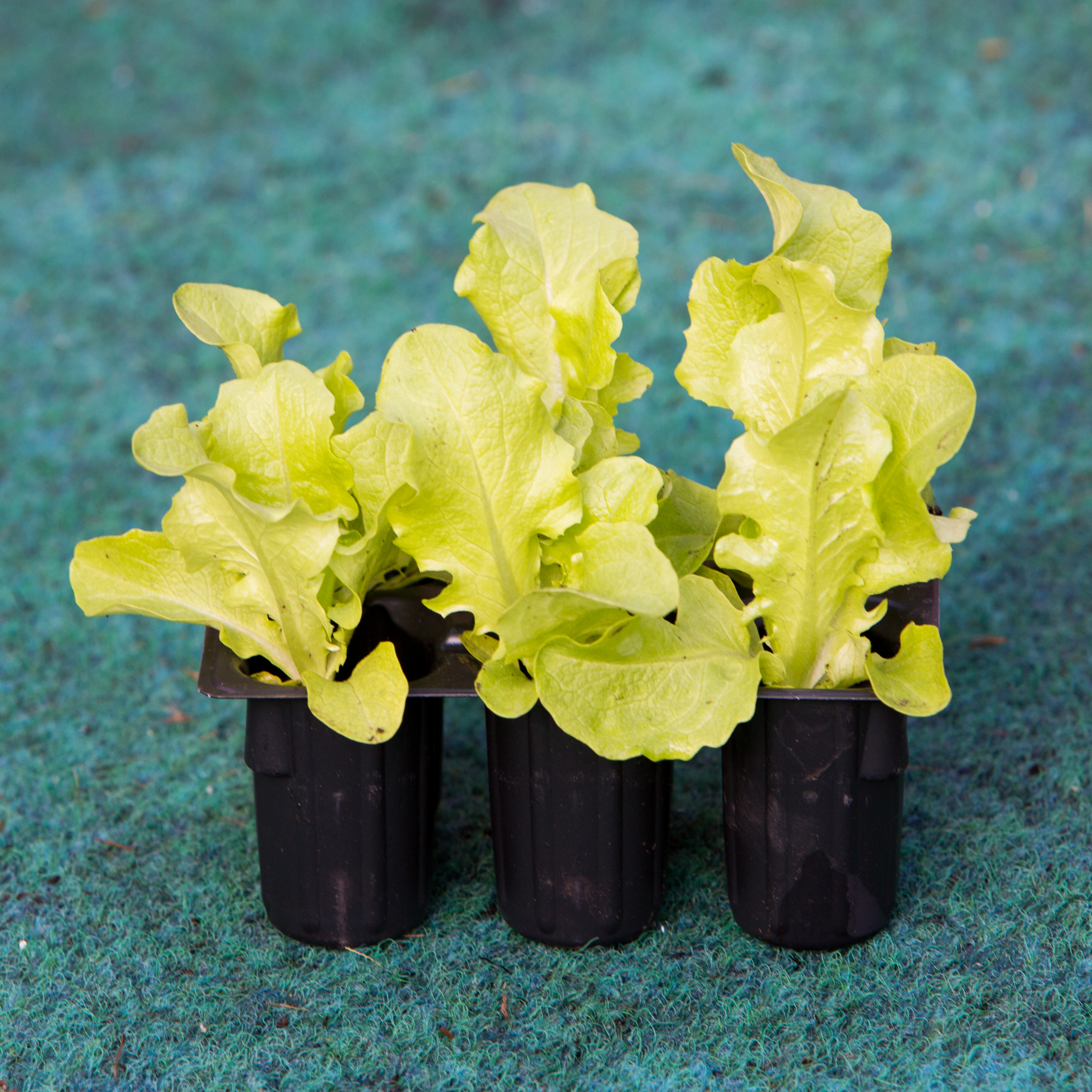 Salade à feuilles de chêne verte