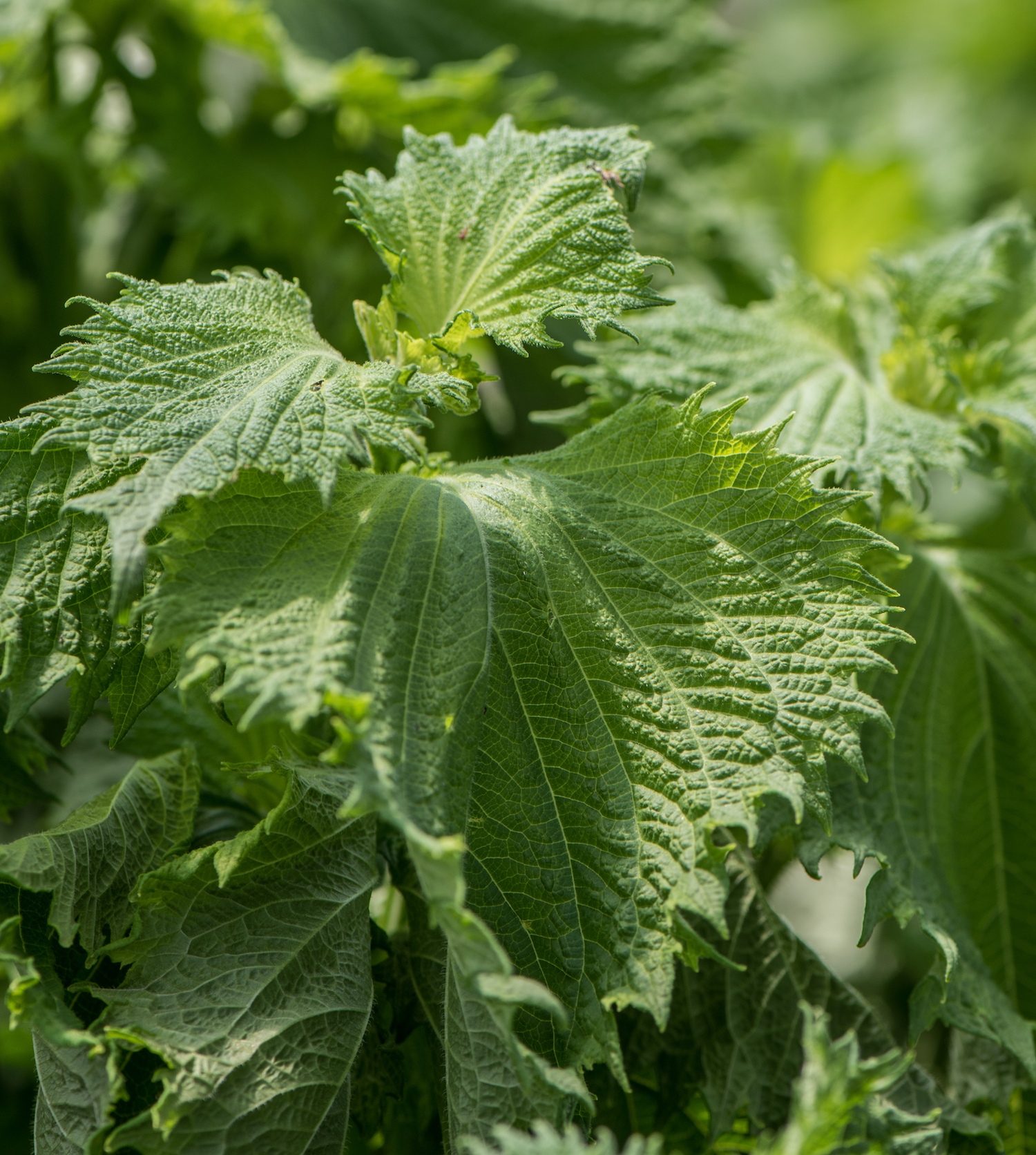 Shiso vert