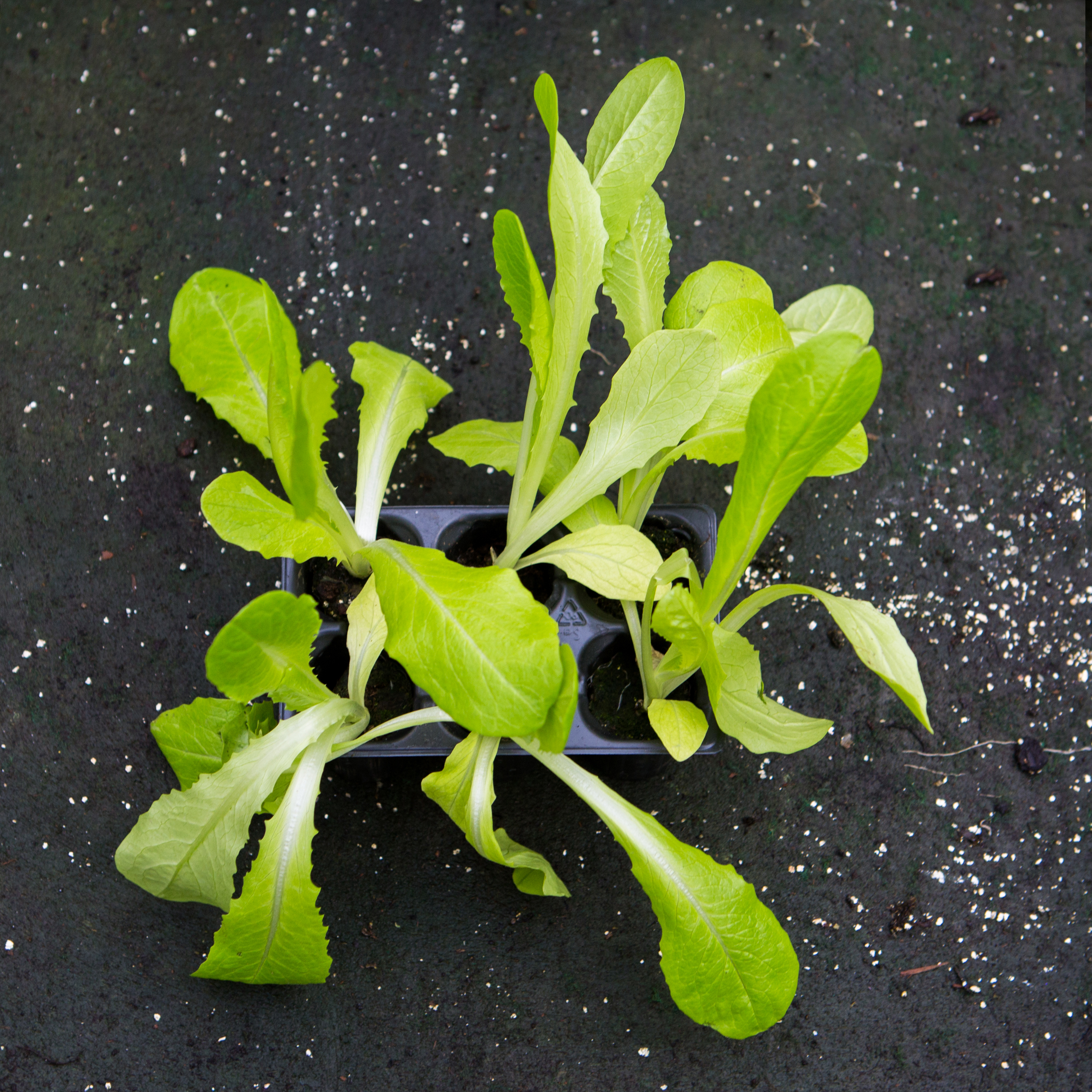 Salade Laitue verte