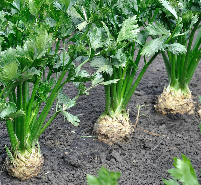 Céleri pomme