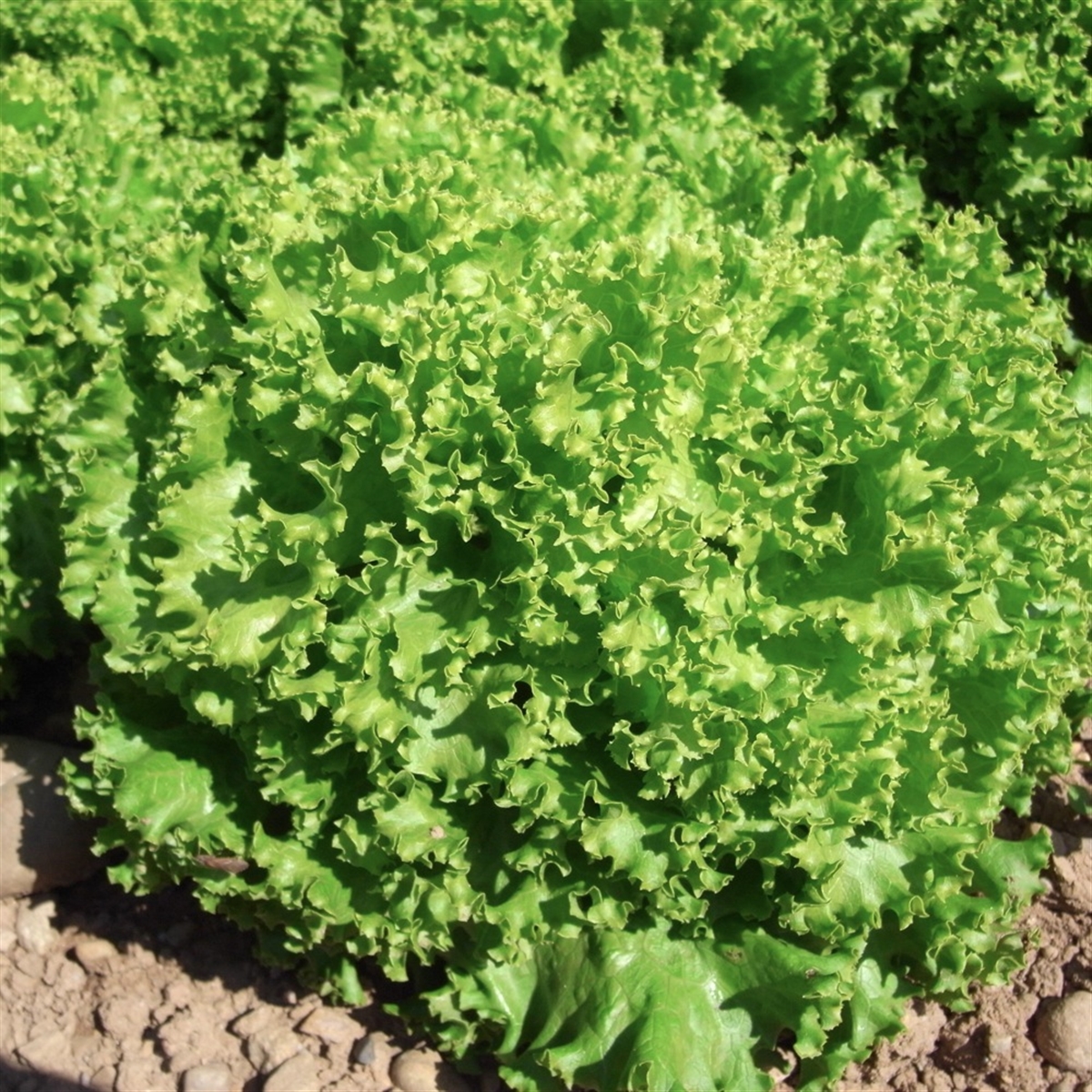 Salade 'Lollo Bionda'
