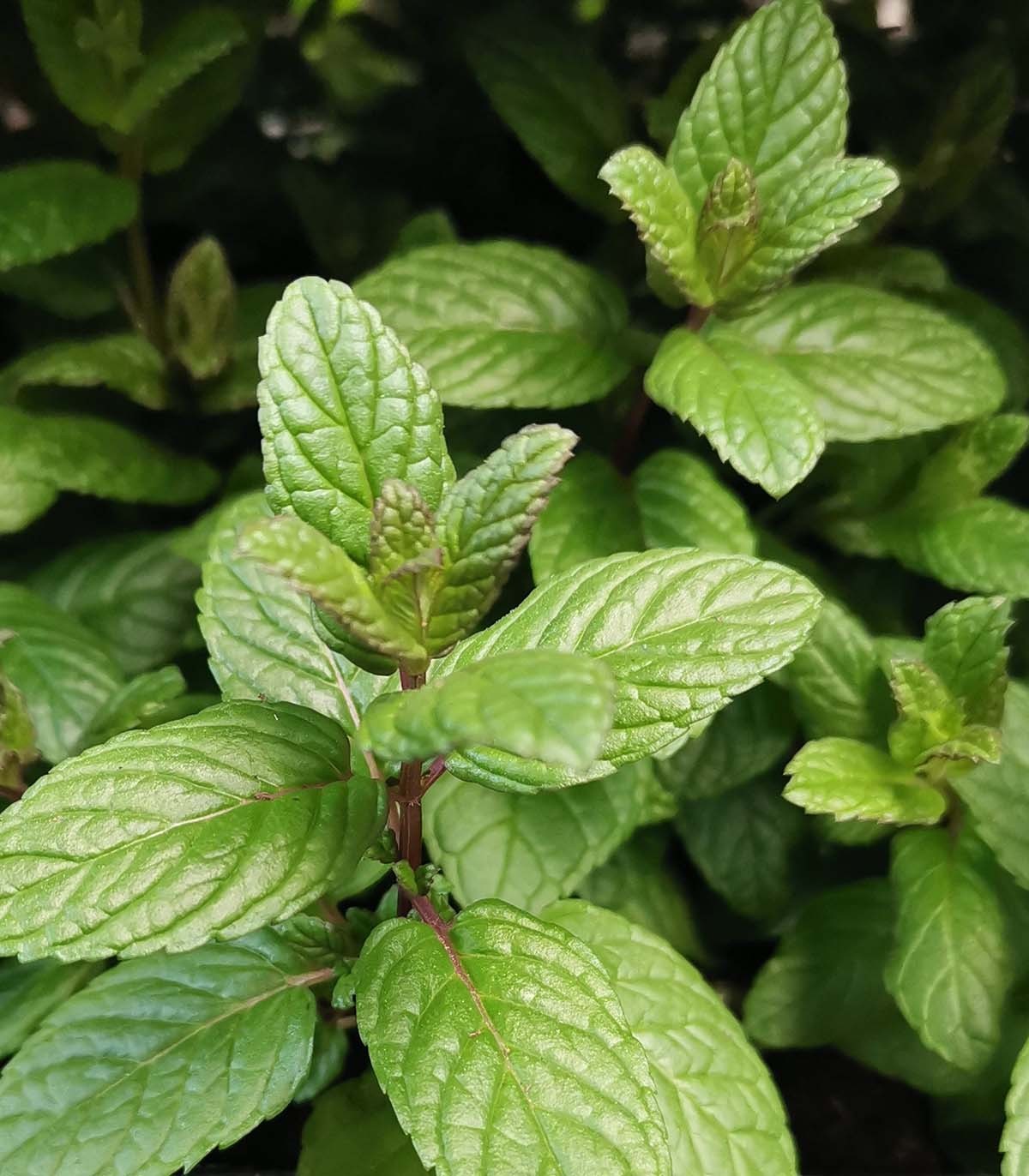 Menthe 'Mojito'