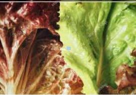 Salade croquante verte et rouge