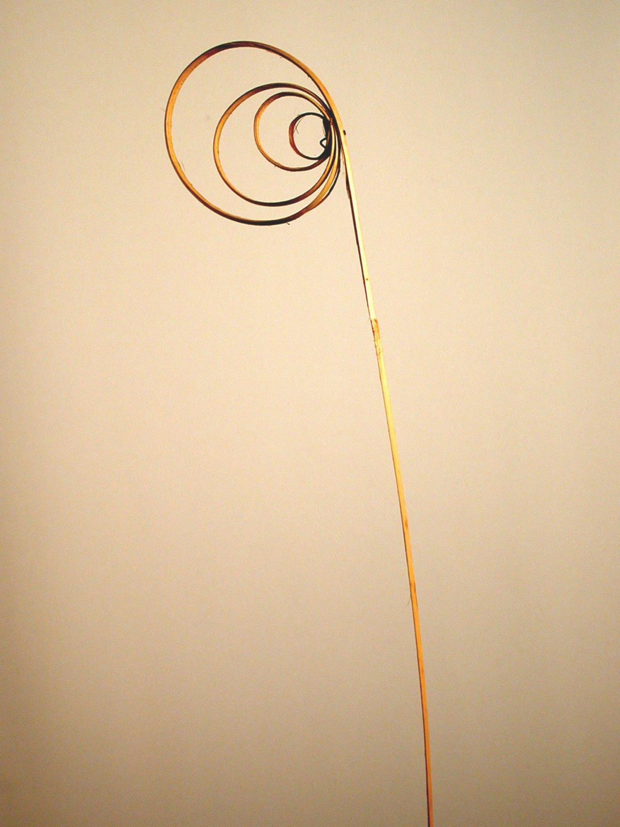 Cane circle