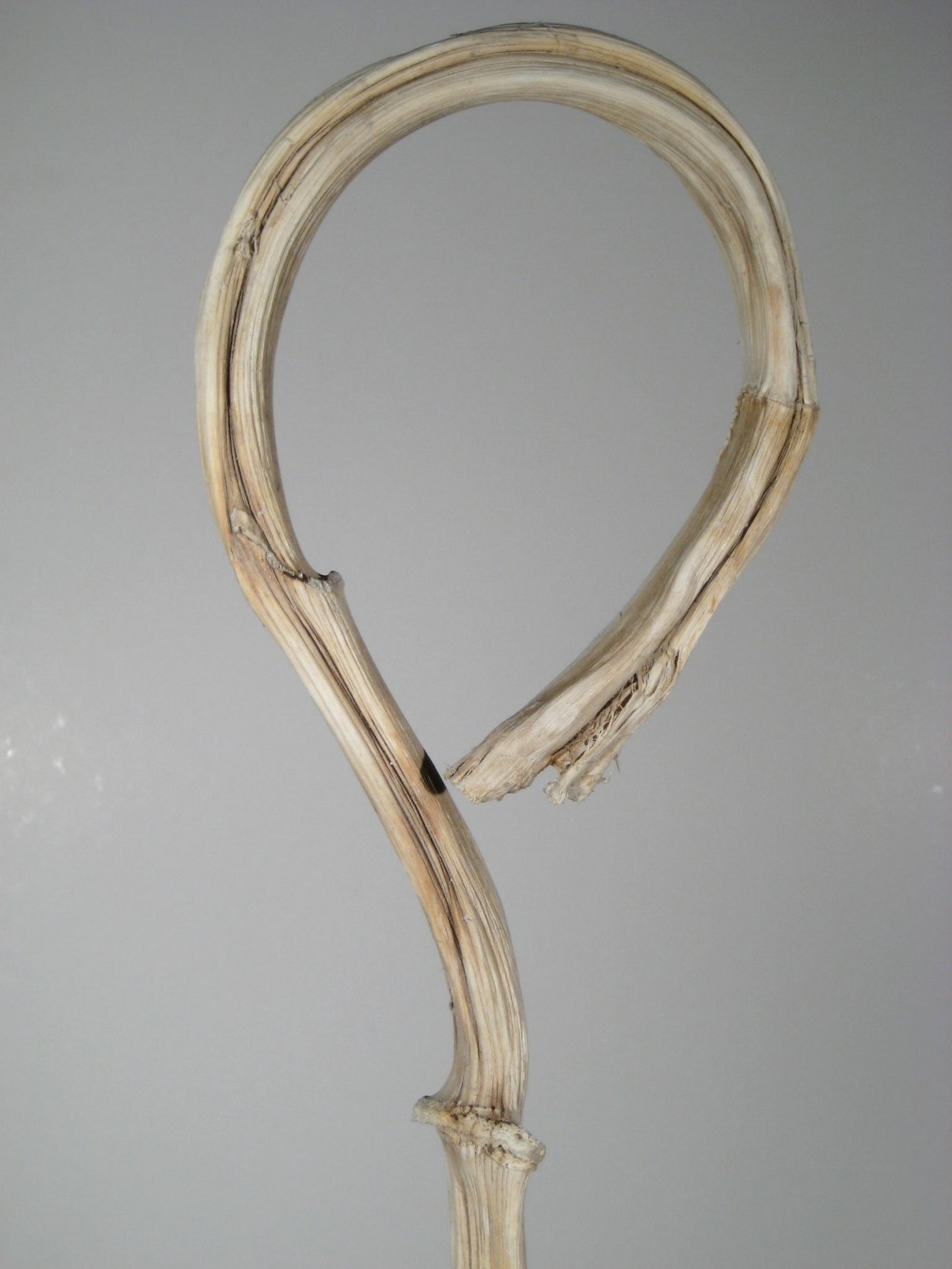 Hirtenstab blanchi