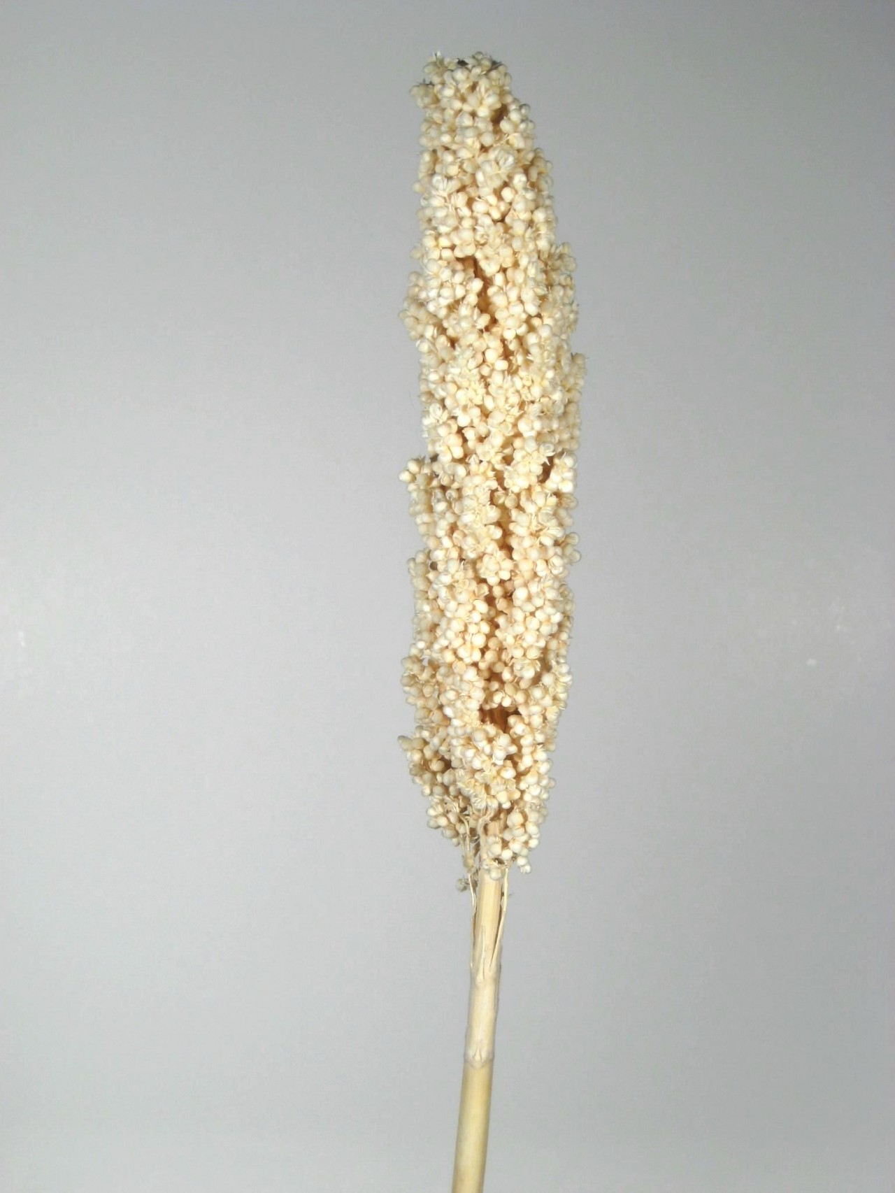 Indiankorn blanchi