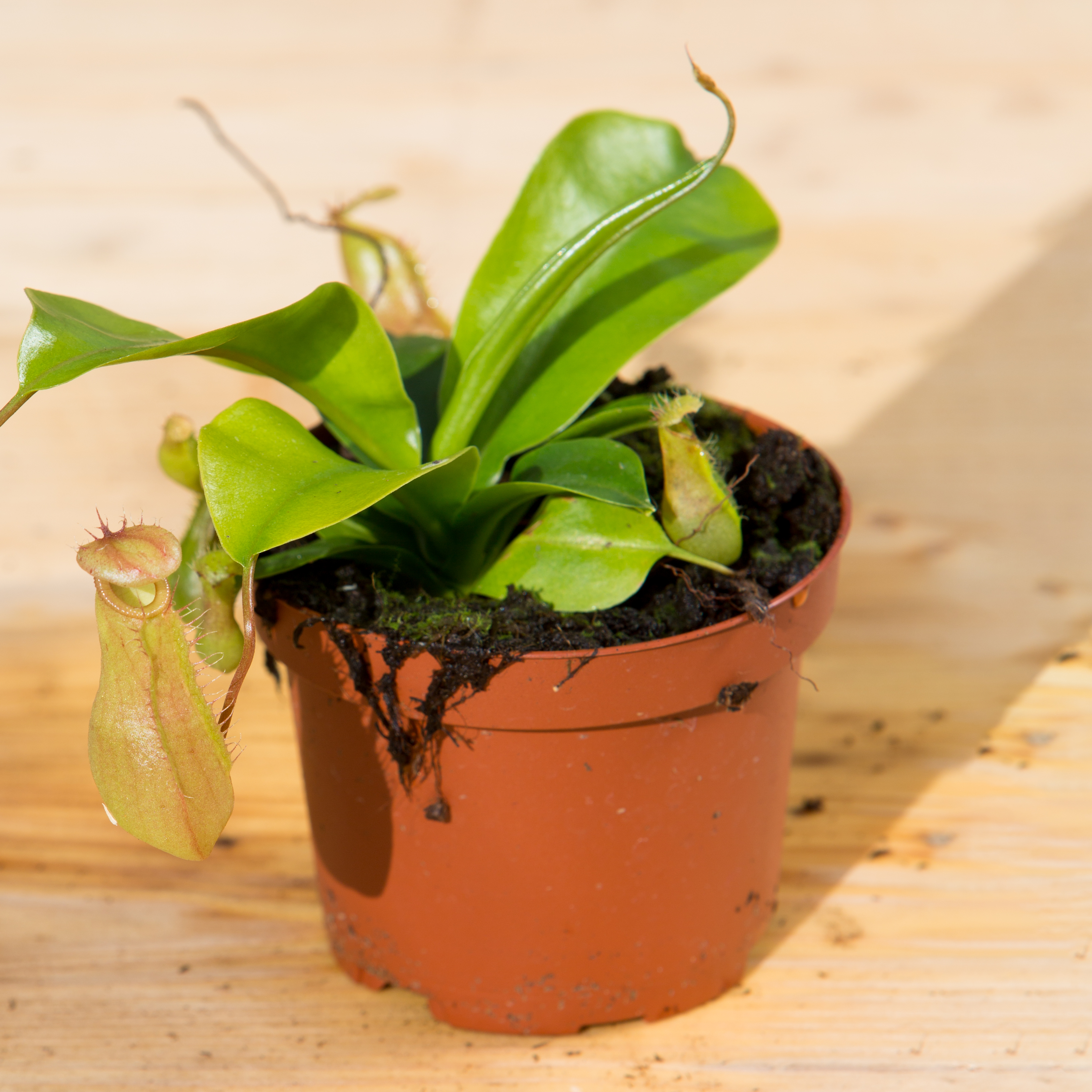Nepenthes alata