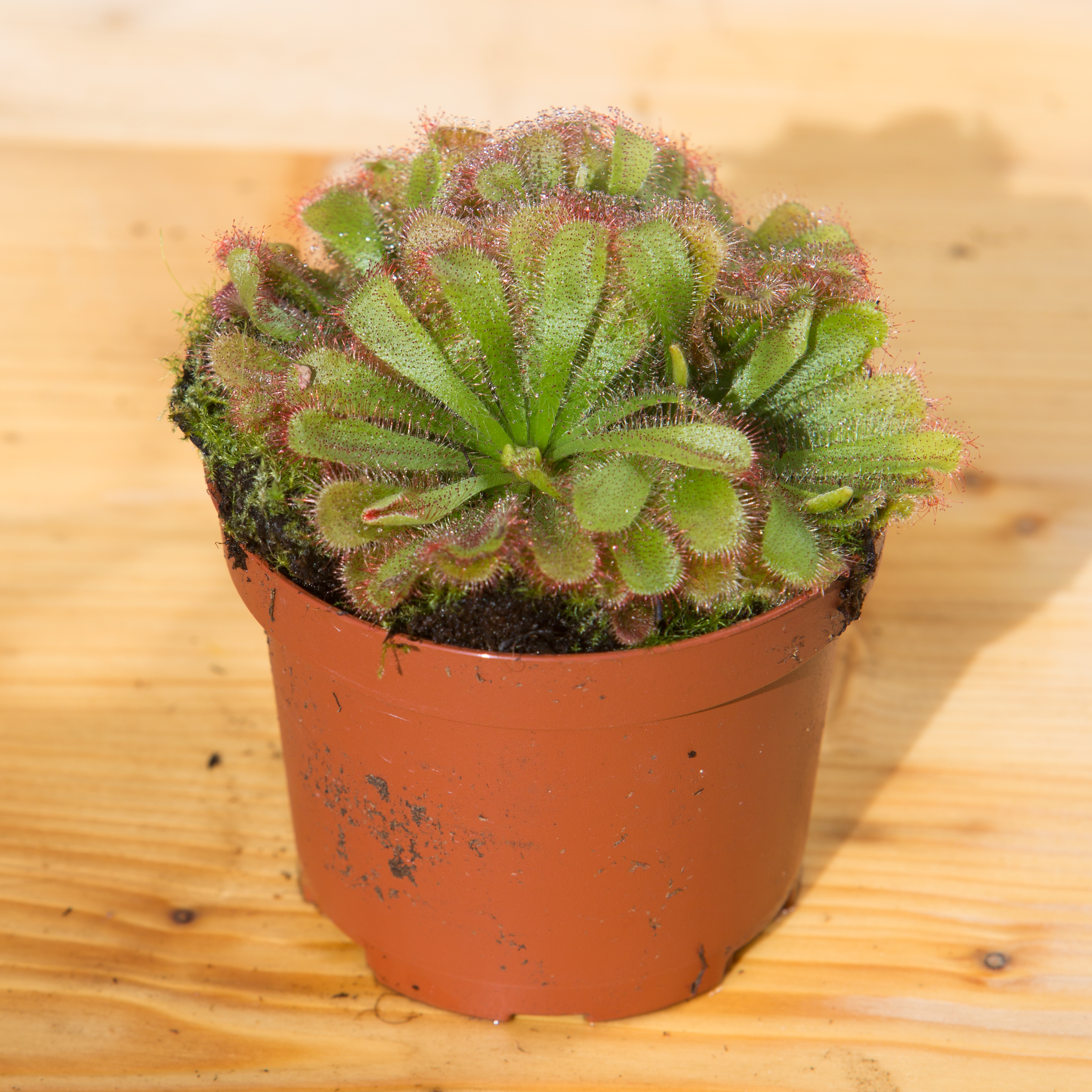 Drosera