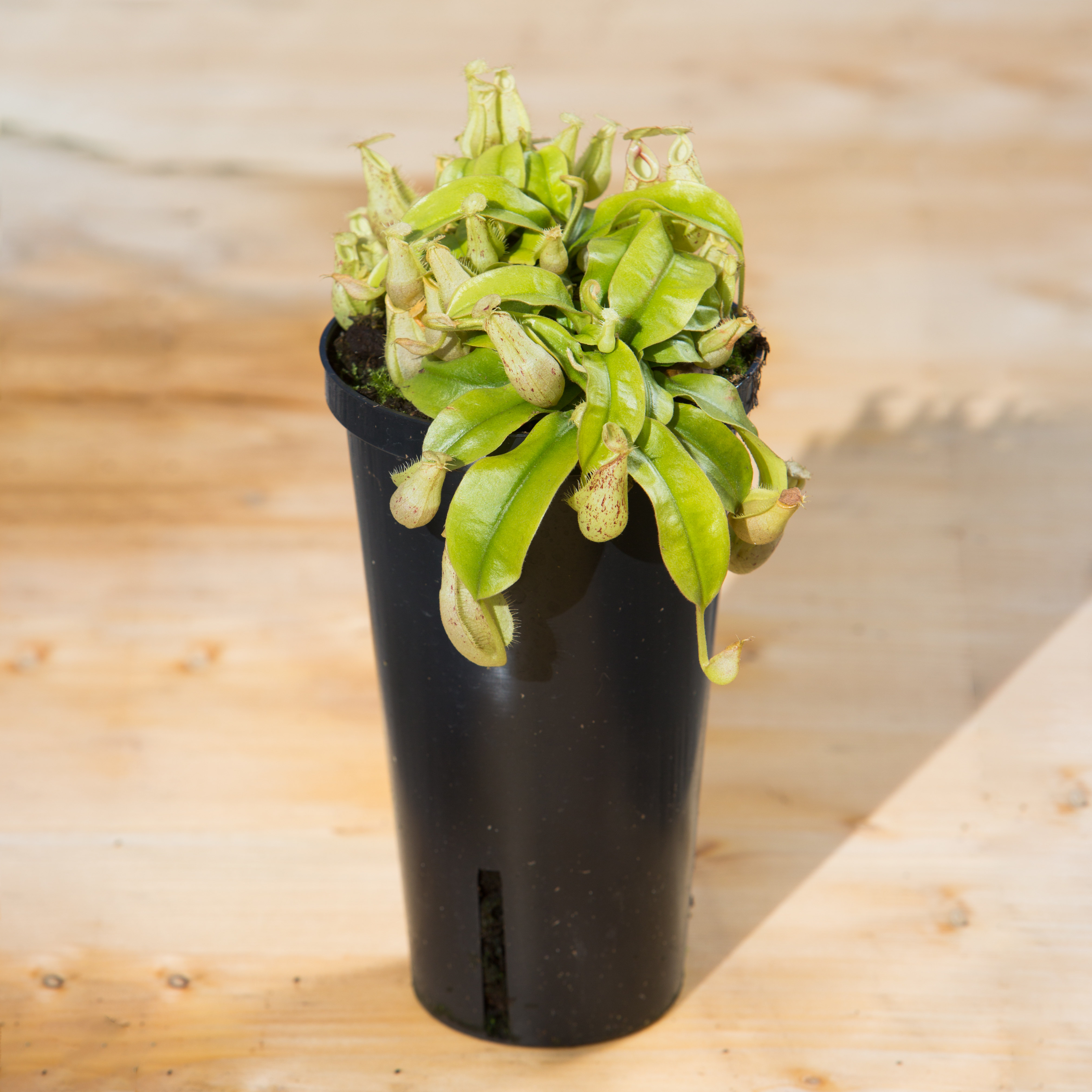 Nepenthes alata