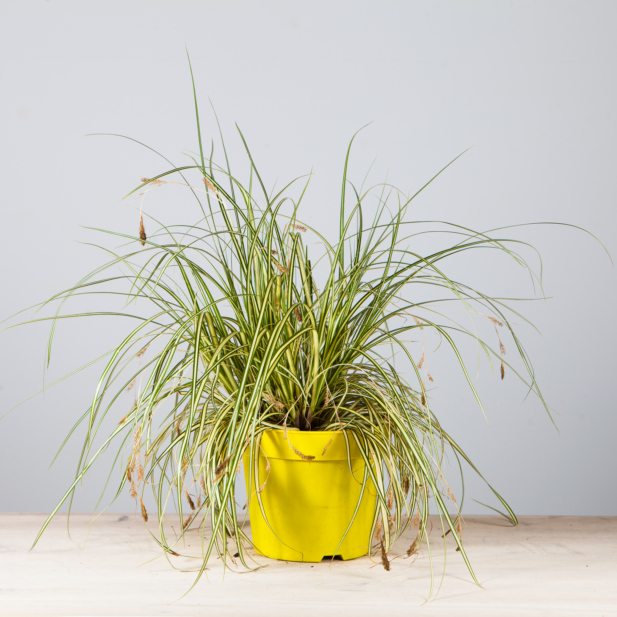 Carex