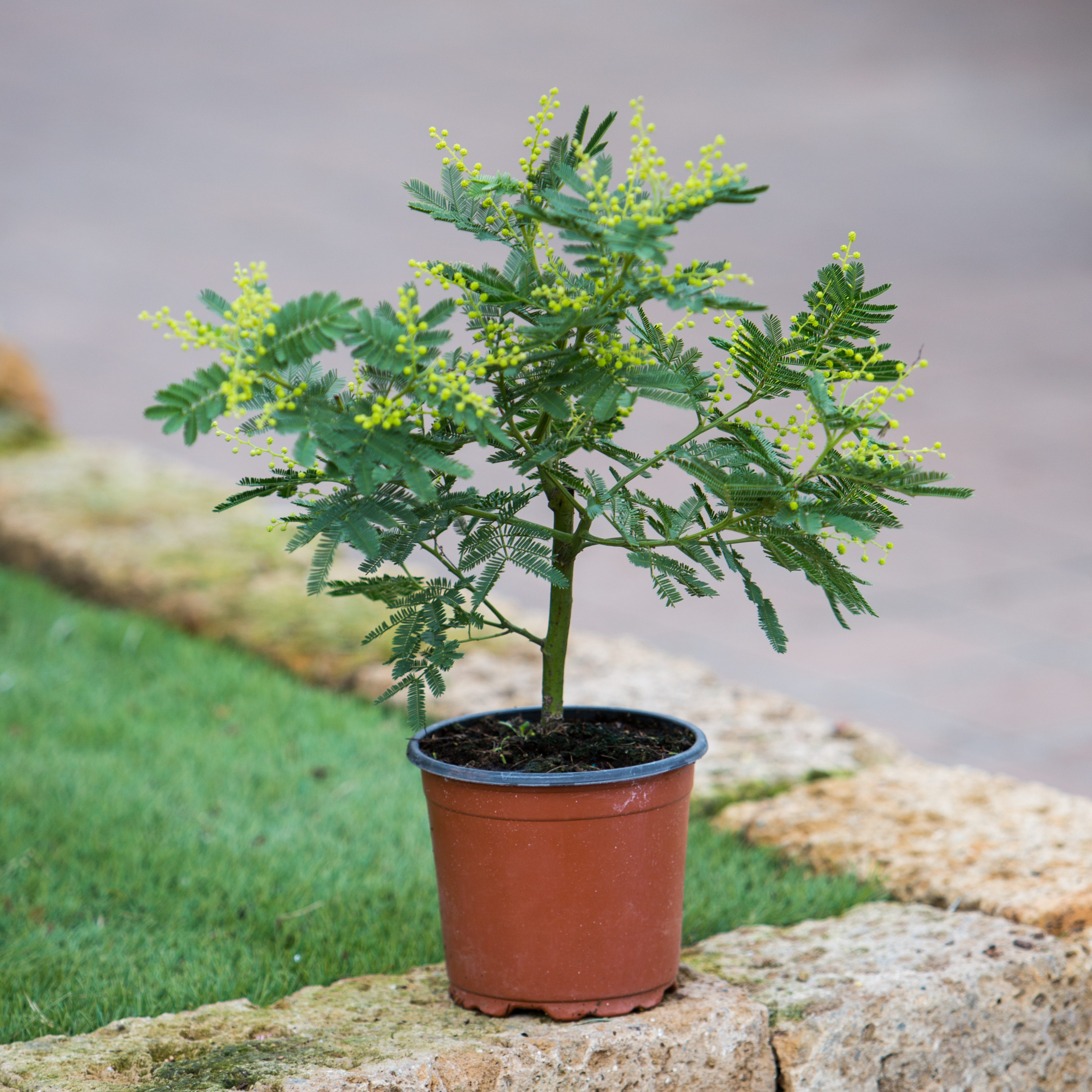 Acacia dealbata