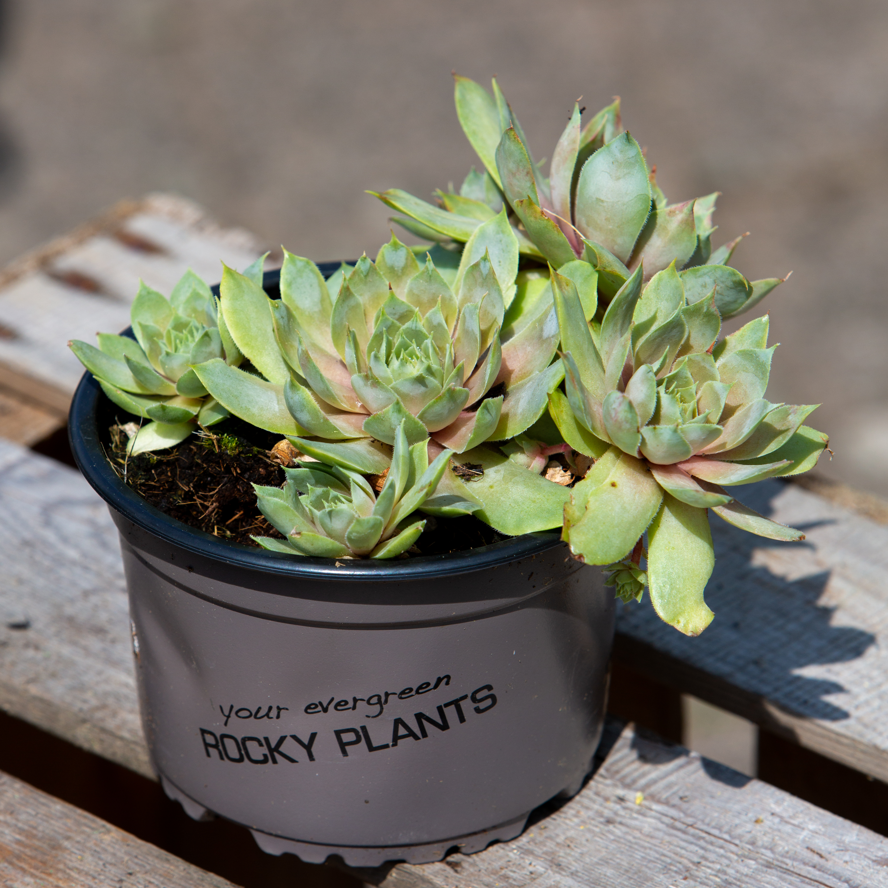 Sempervivum