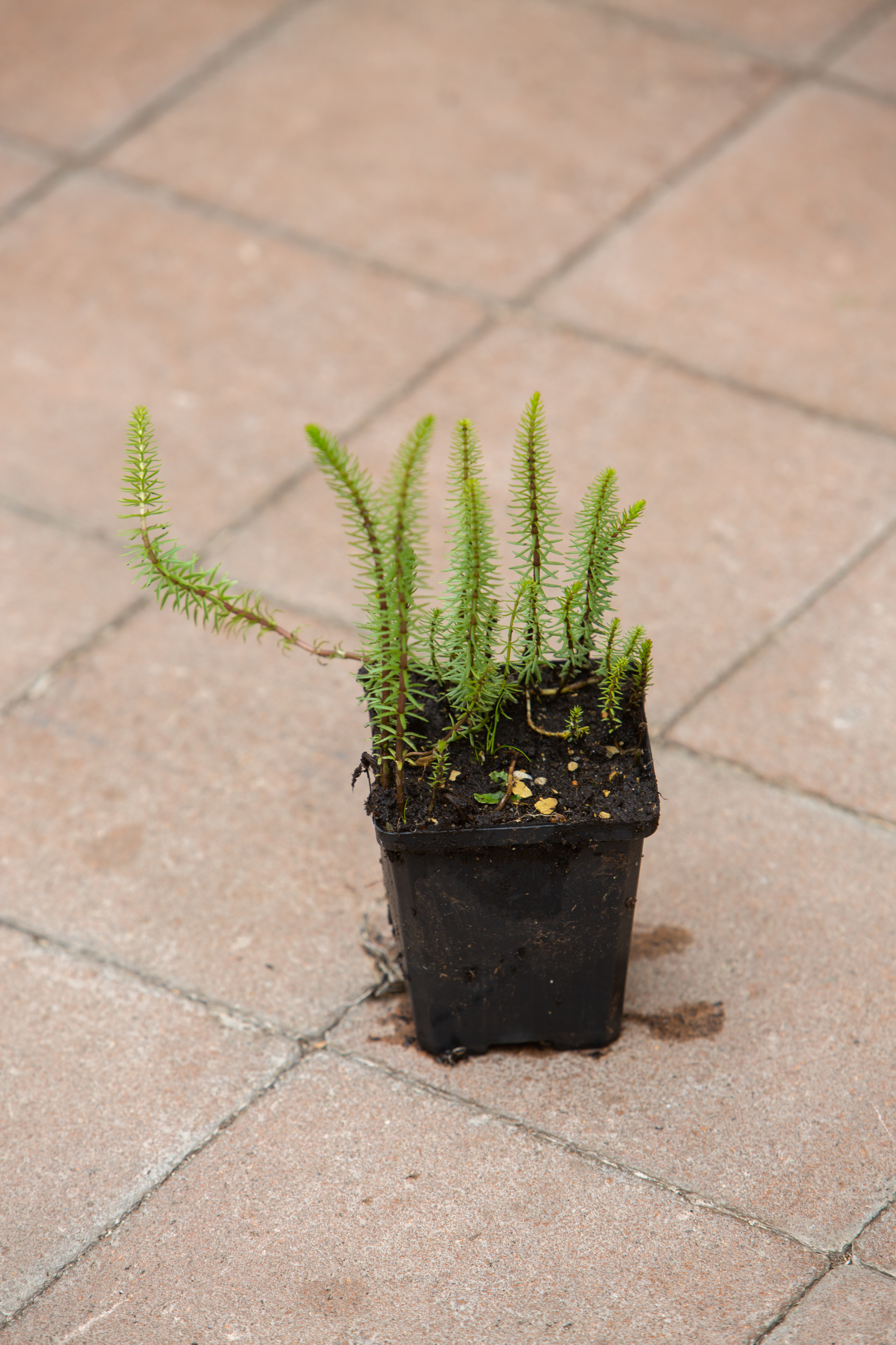Plante aquatique