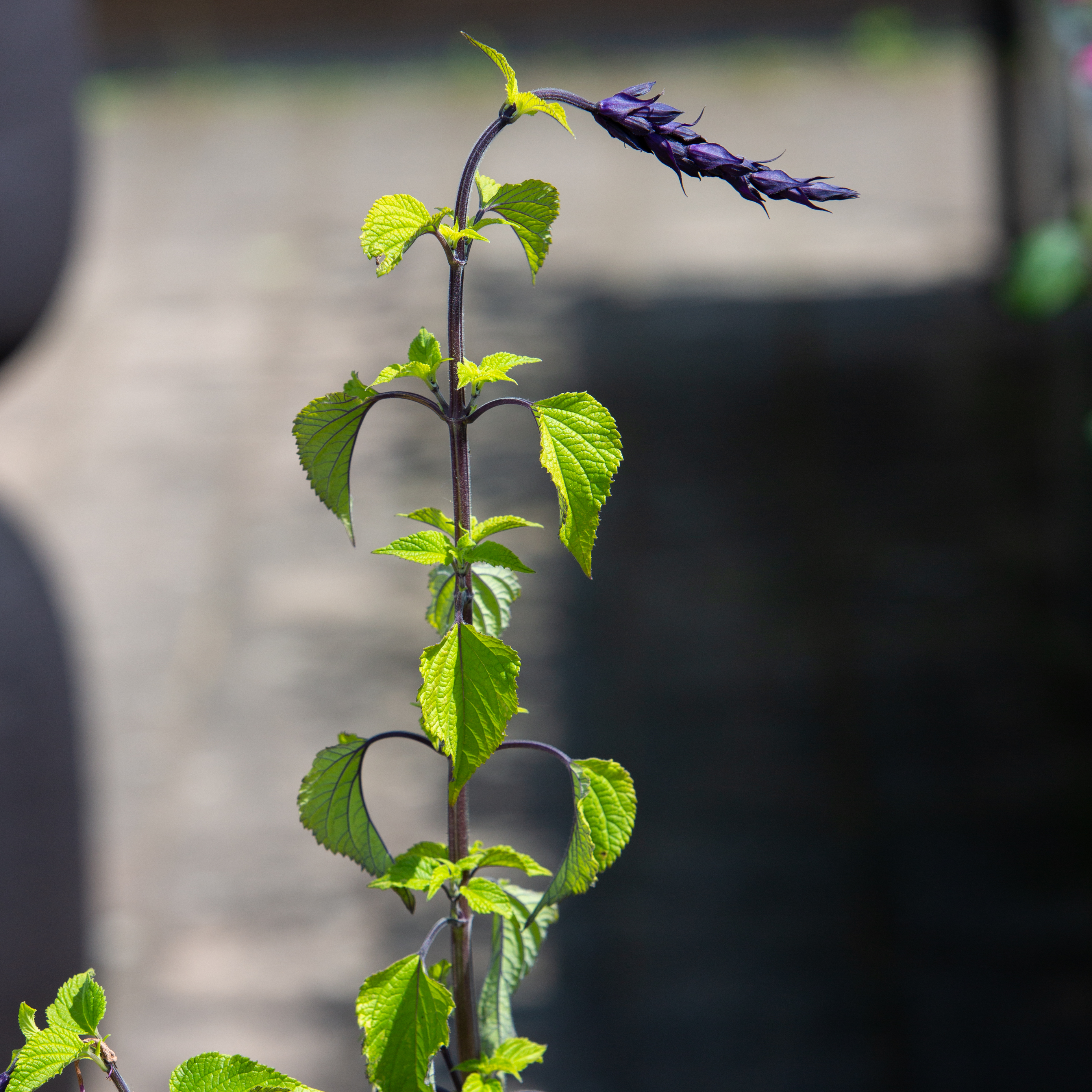 Salvia