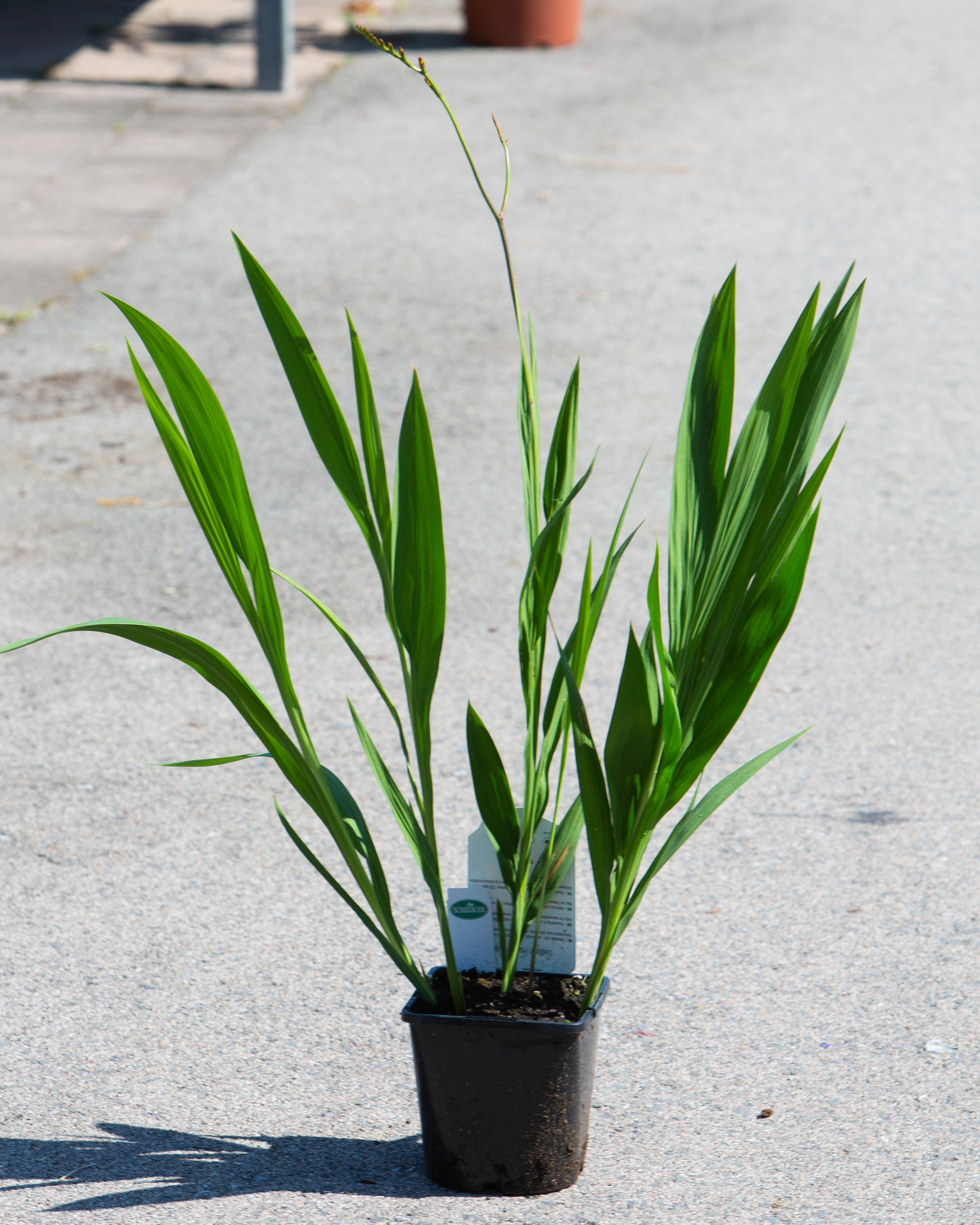 Crocosmia