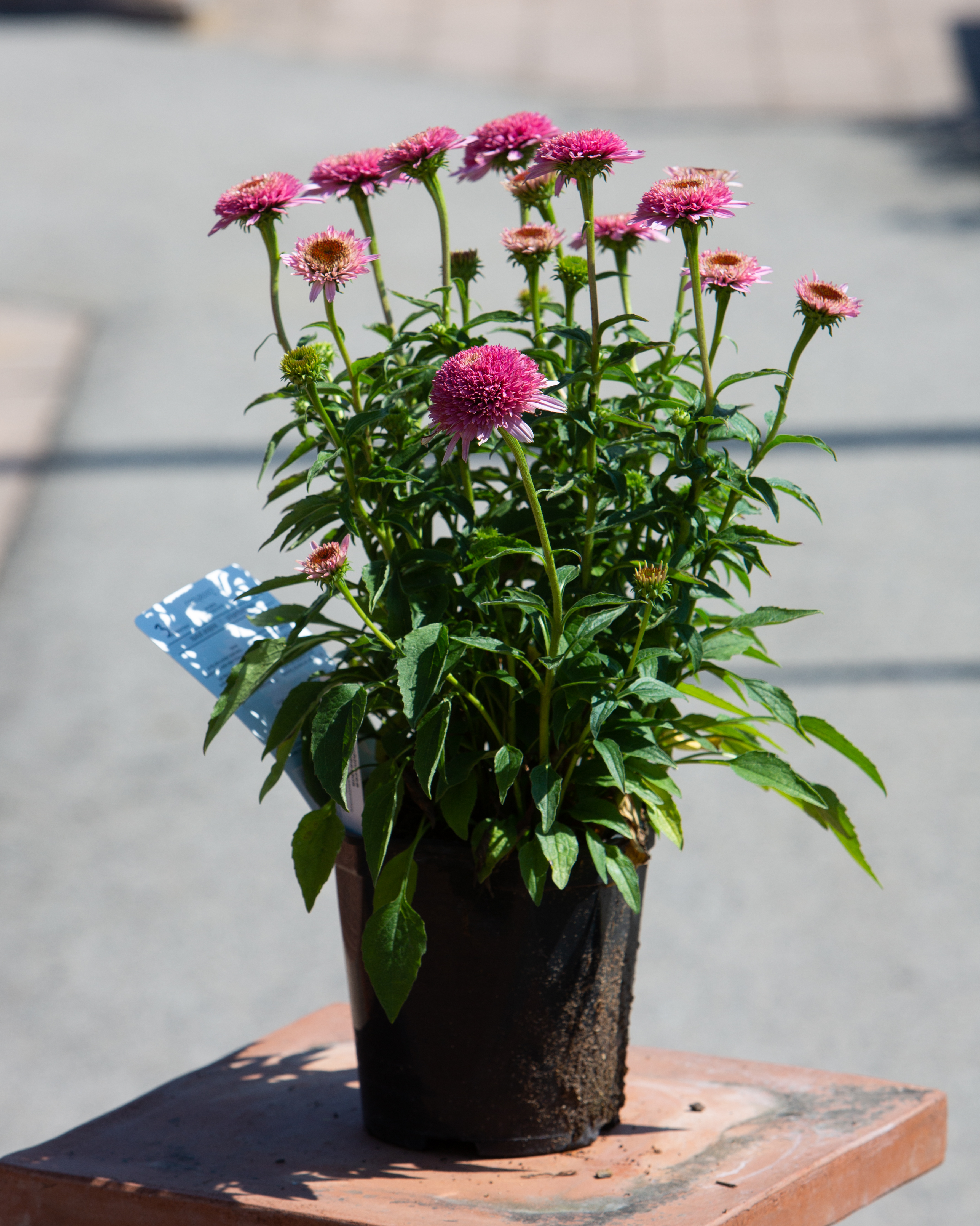 Echinacea
