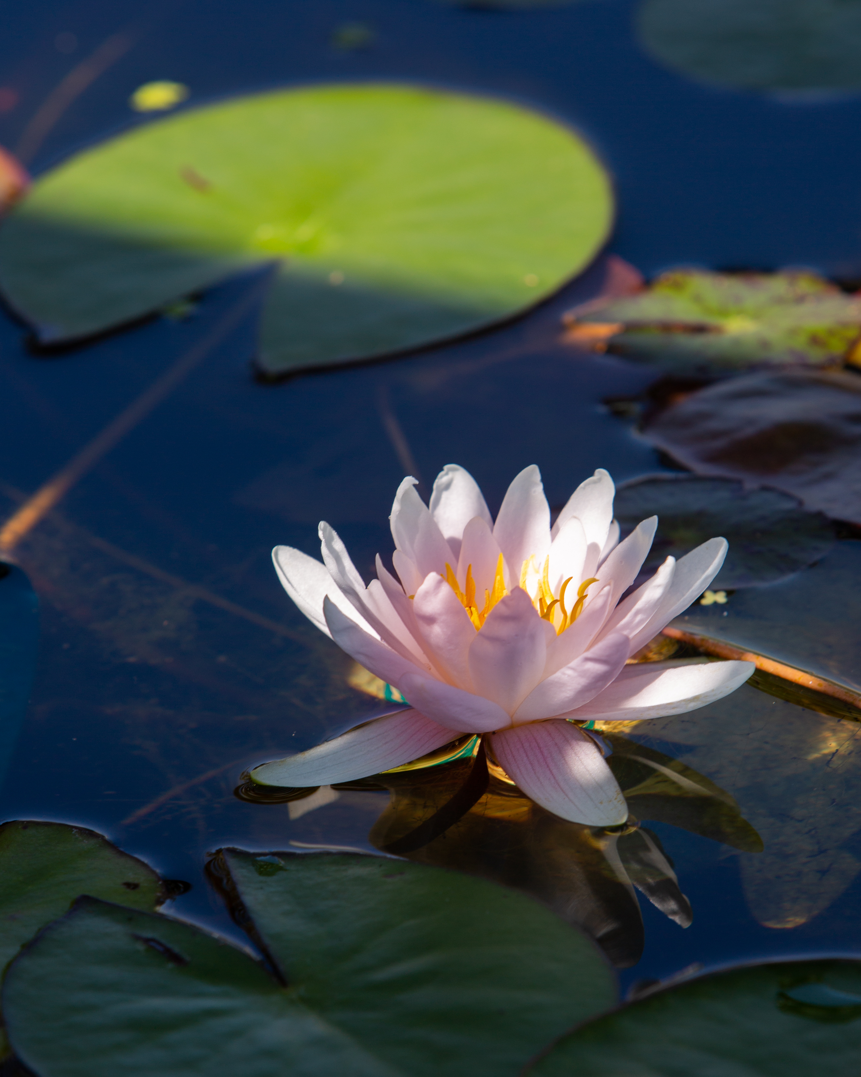 Nymphaea
