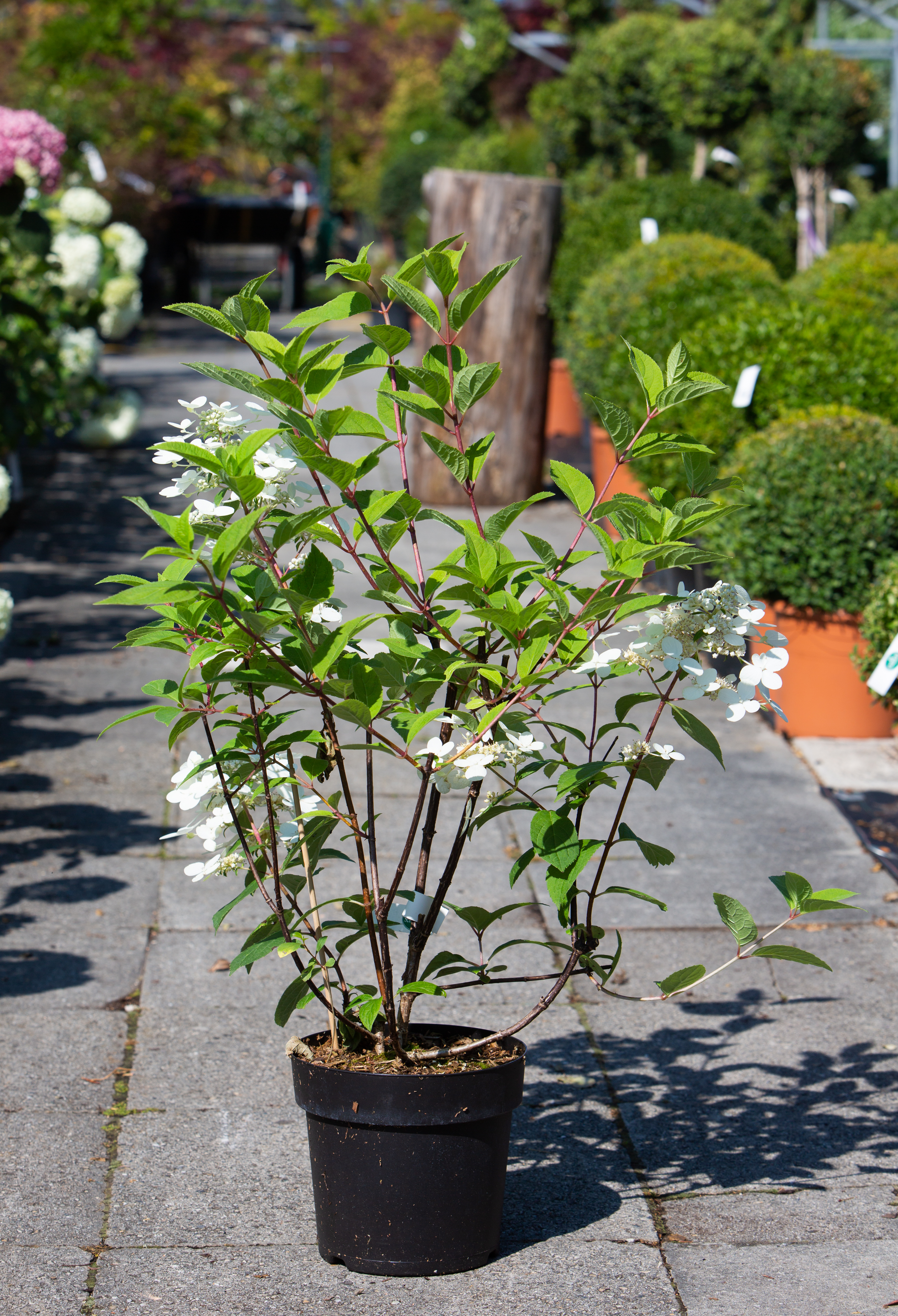 Hydrangea paniculata 'Wim's Red'©